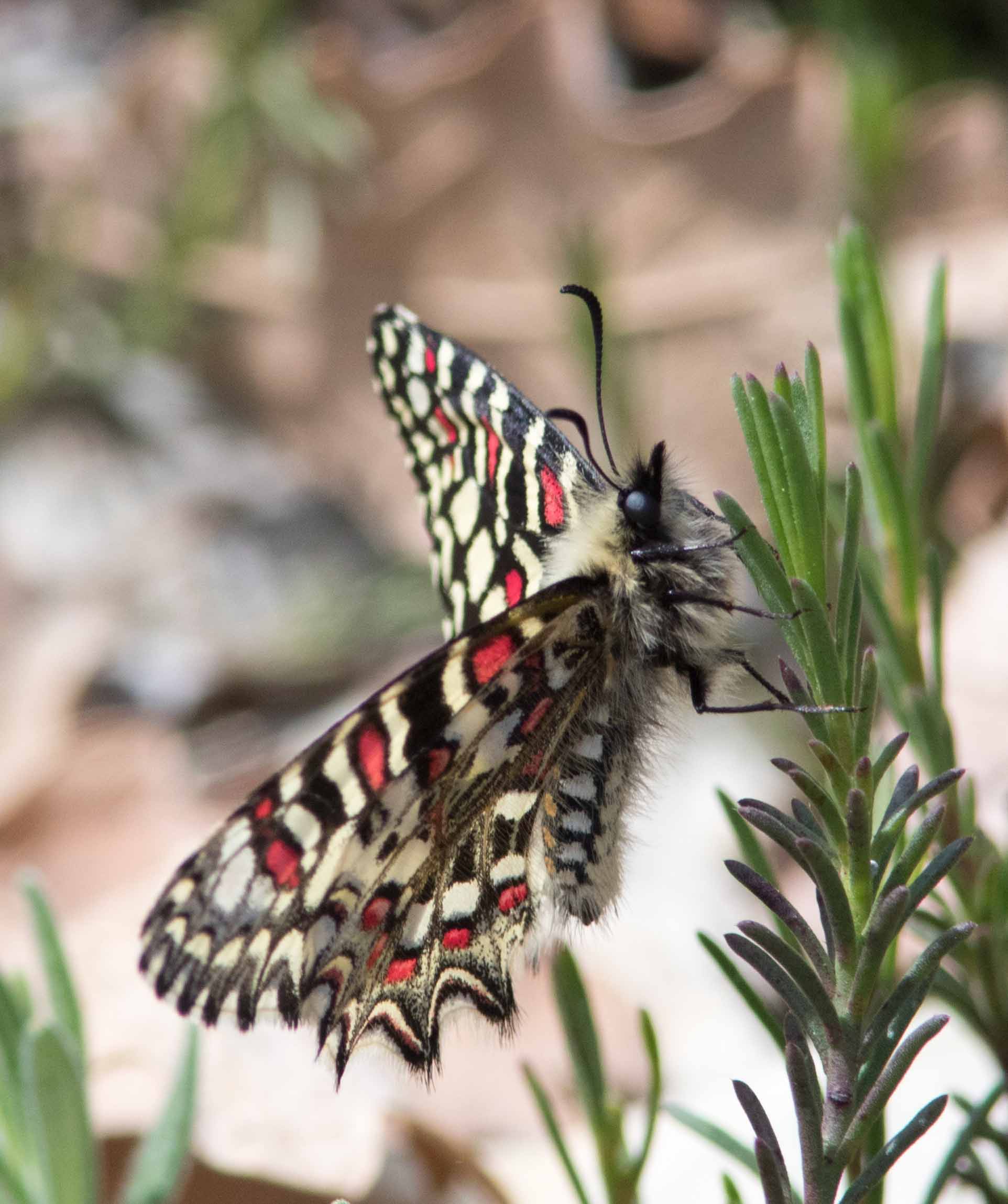 Miniature