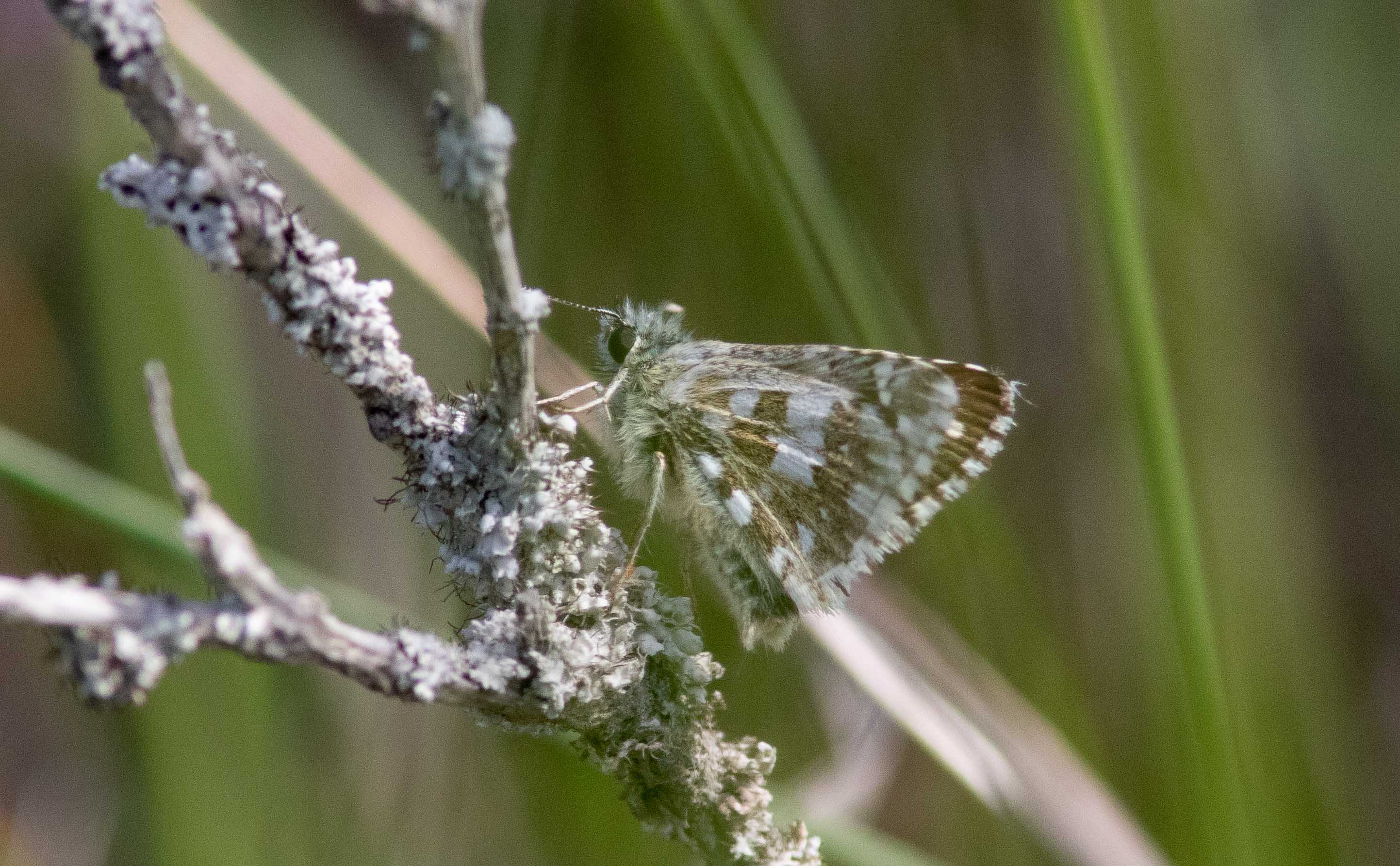Miniature