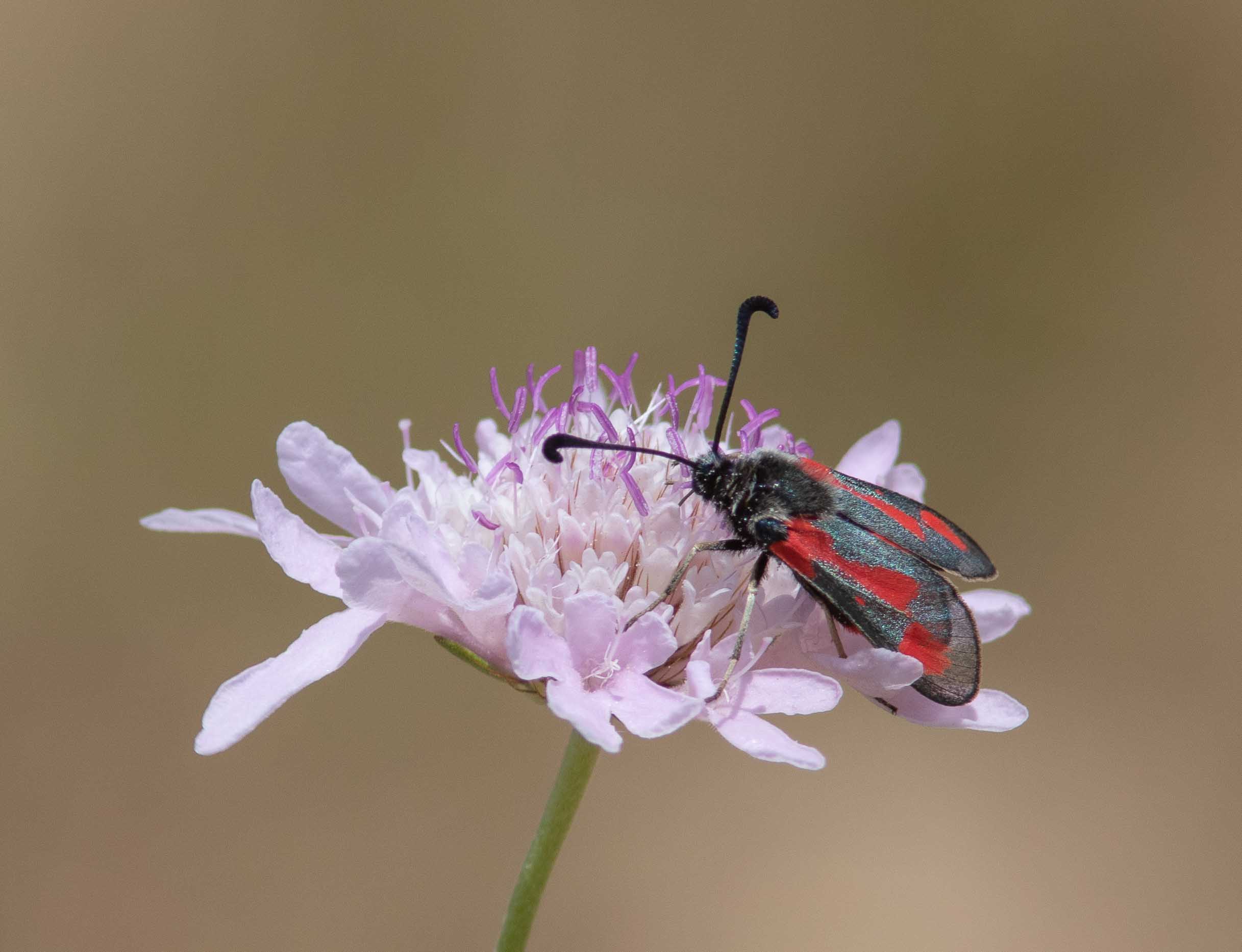 Miniature
