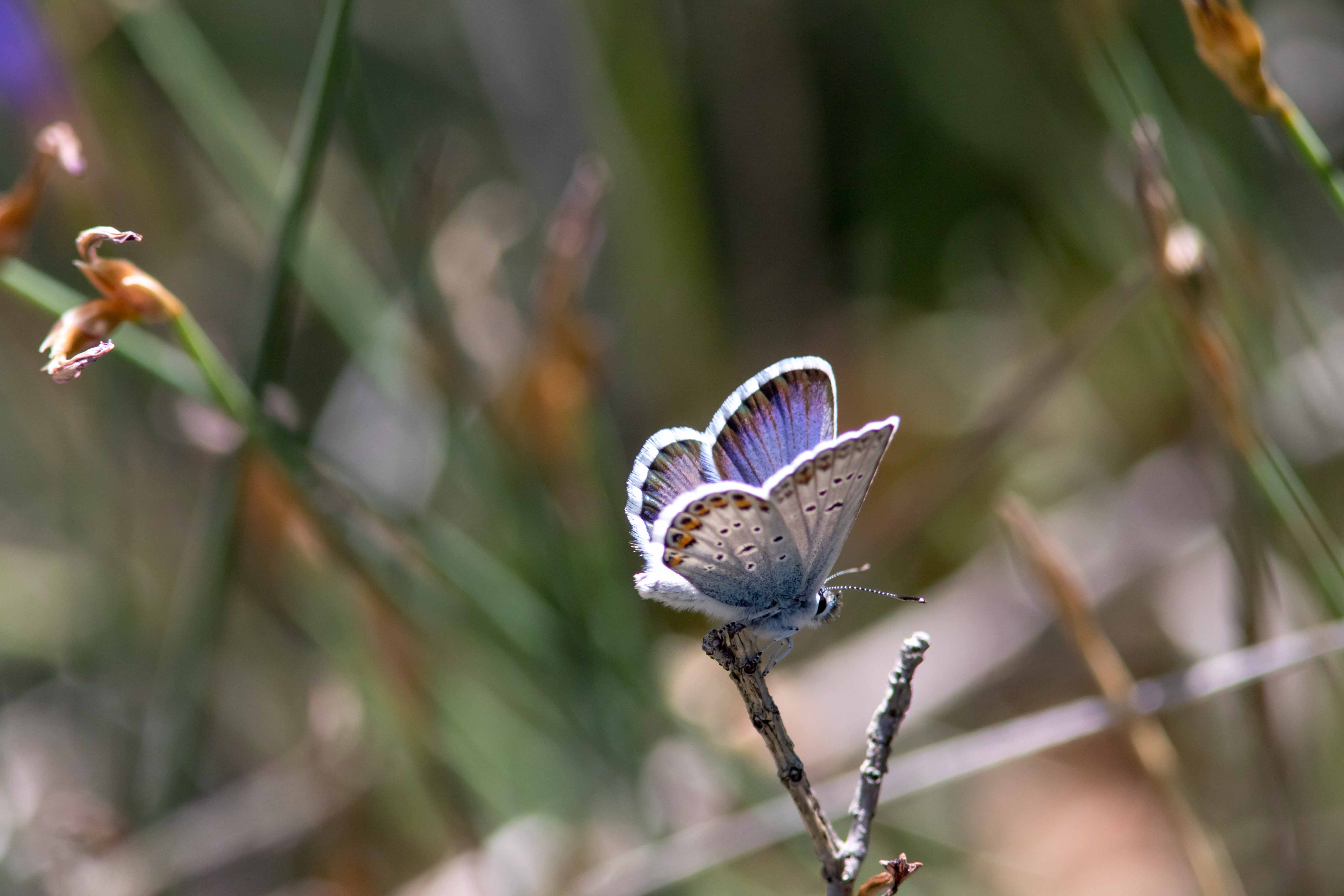 Miniature