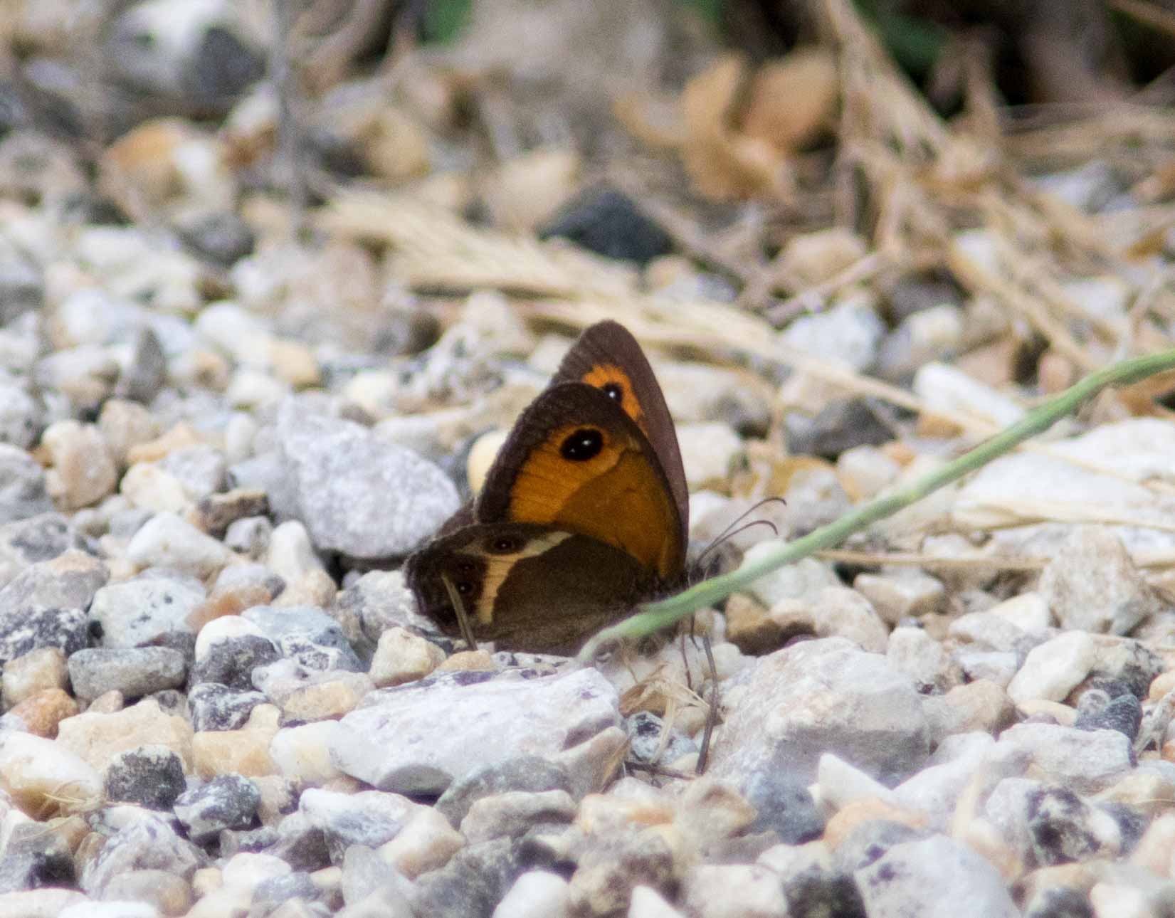 Miniature