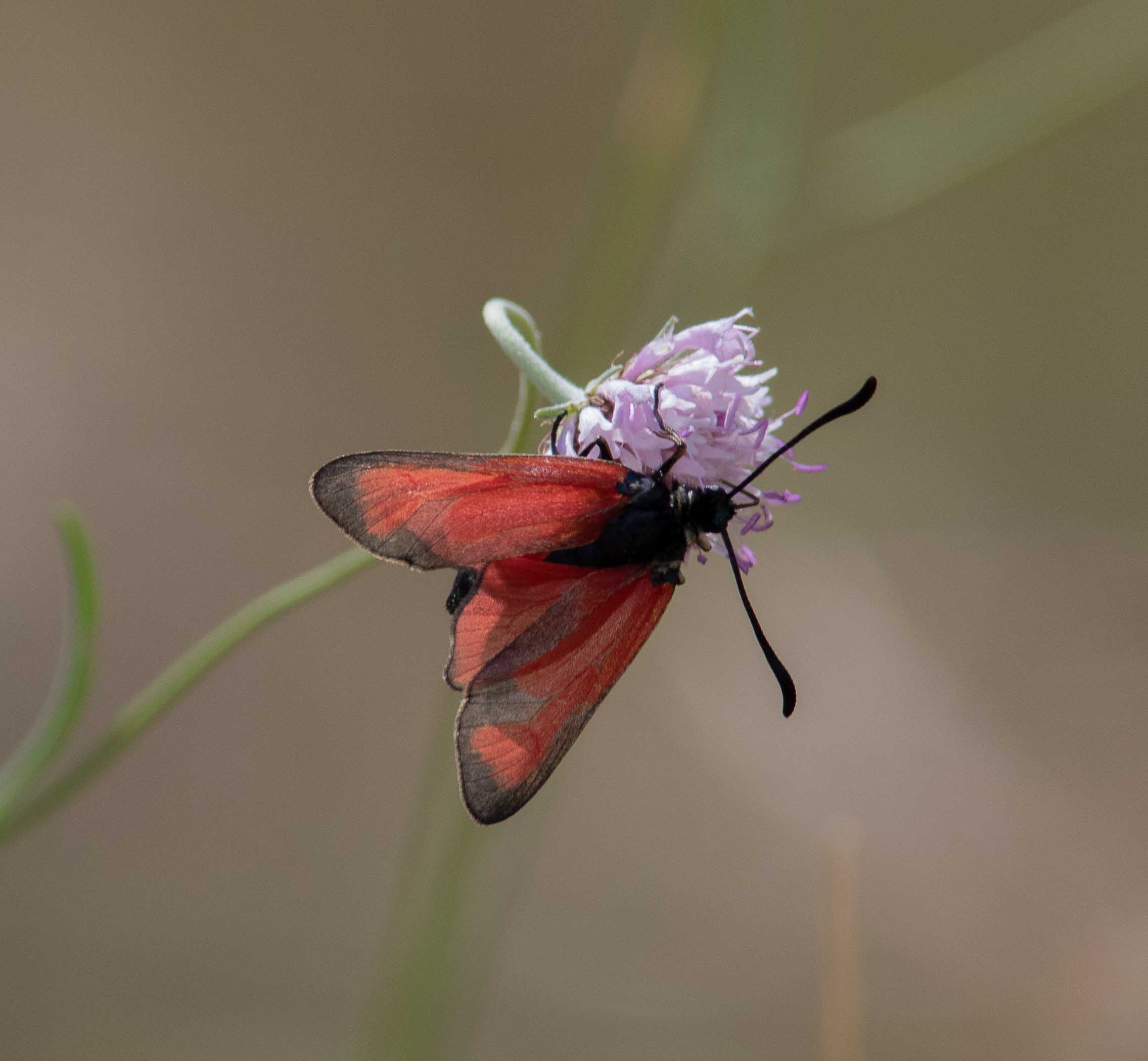 Miniature