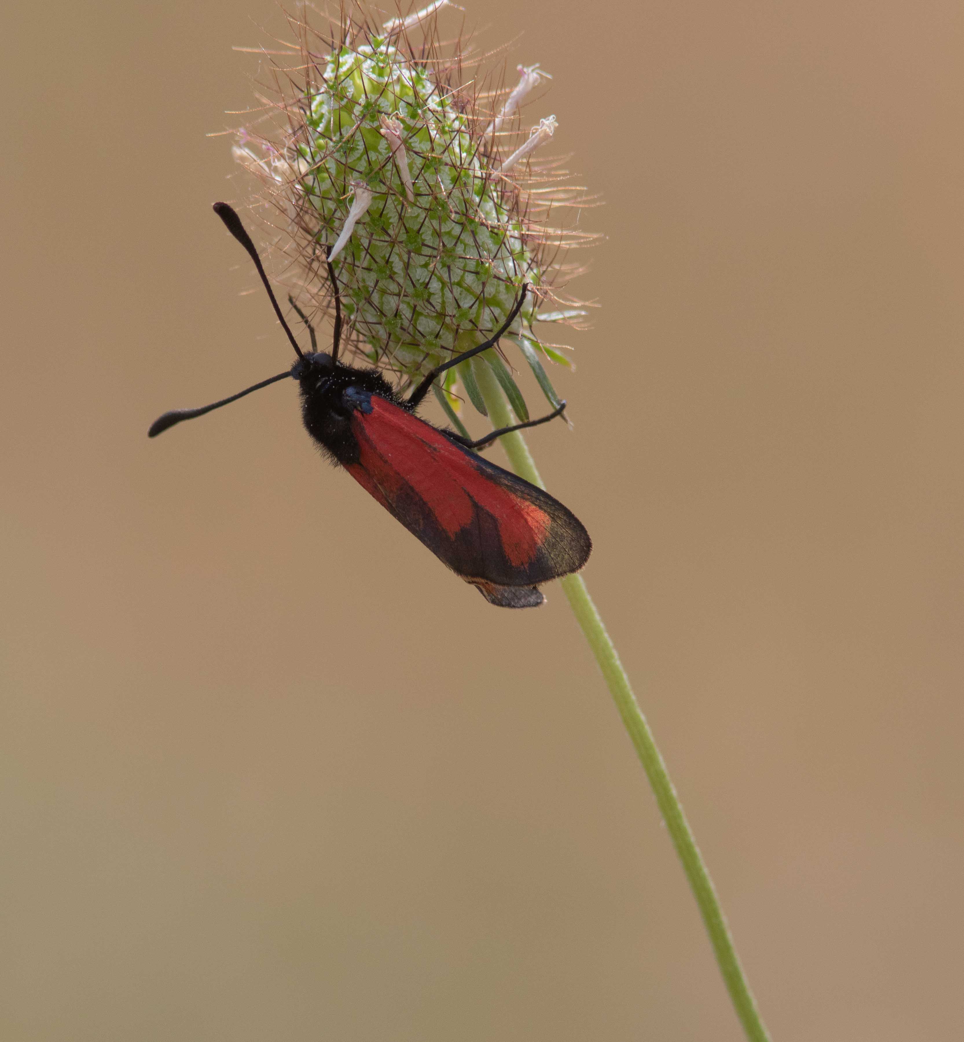 Miniature