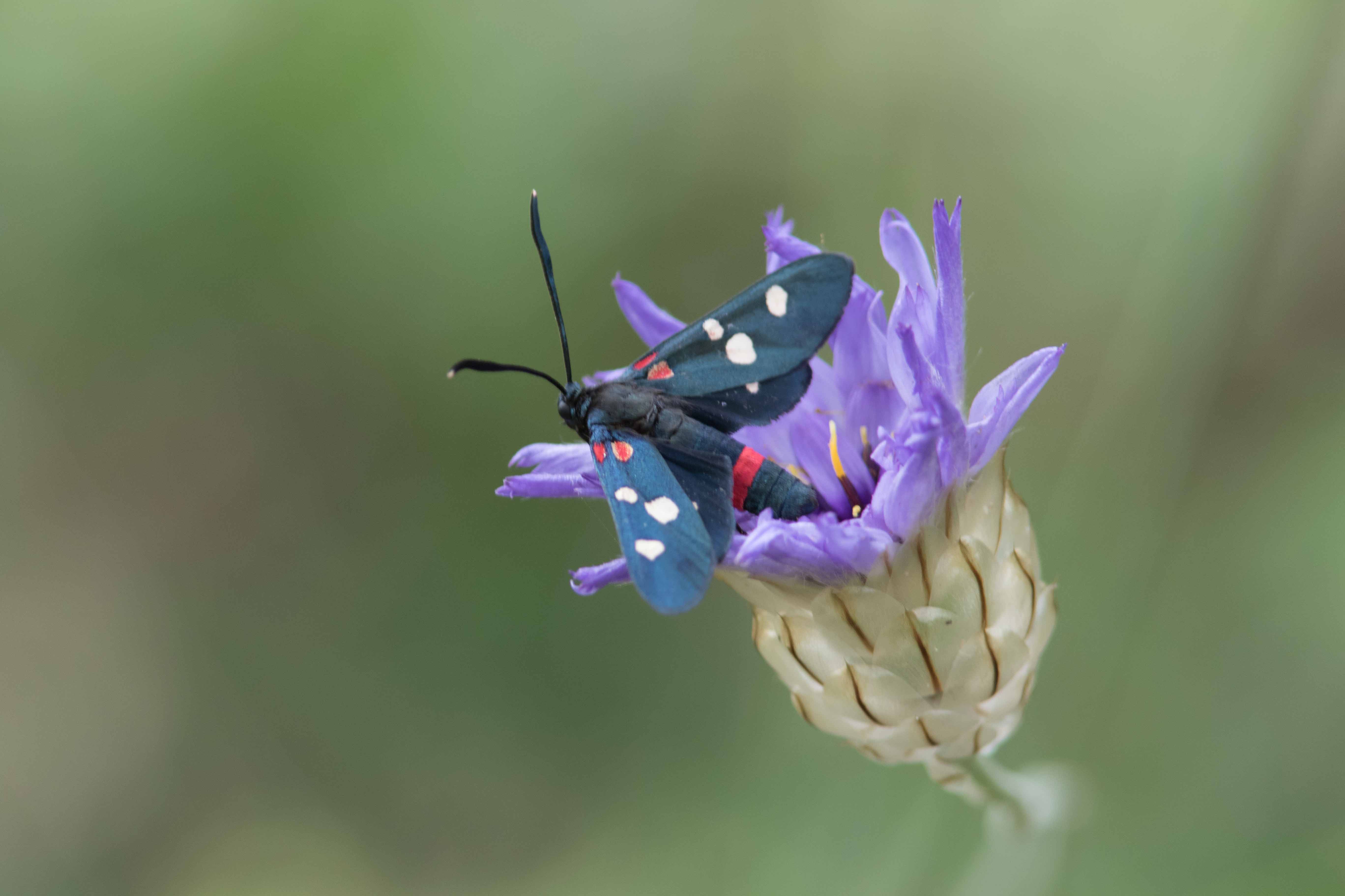 Miniature