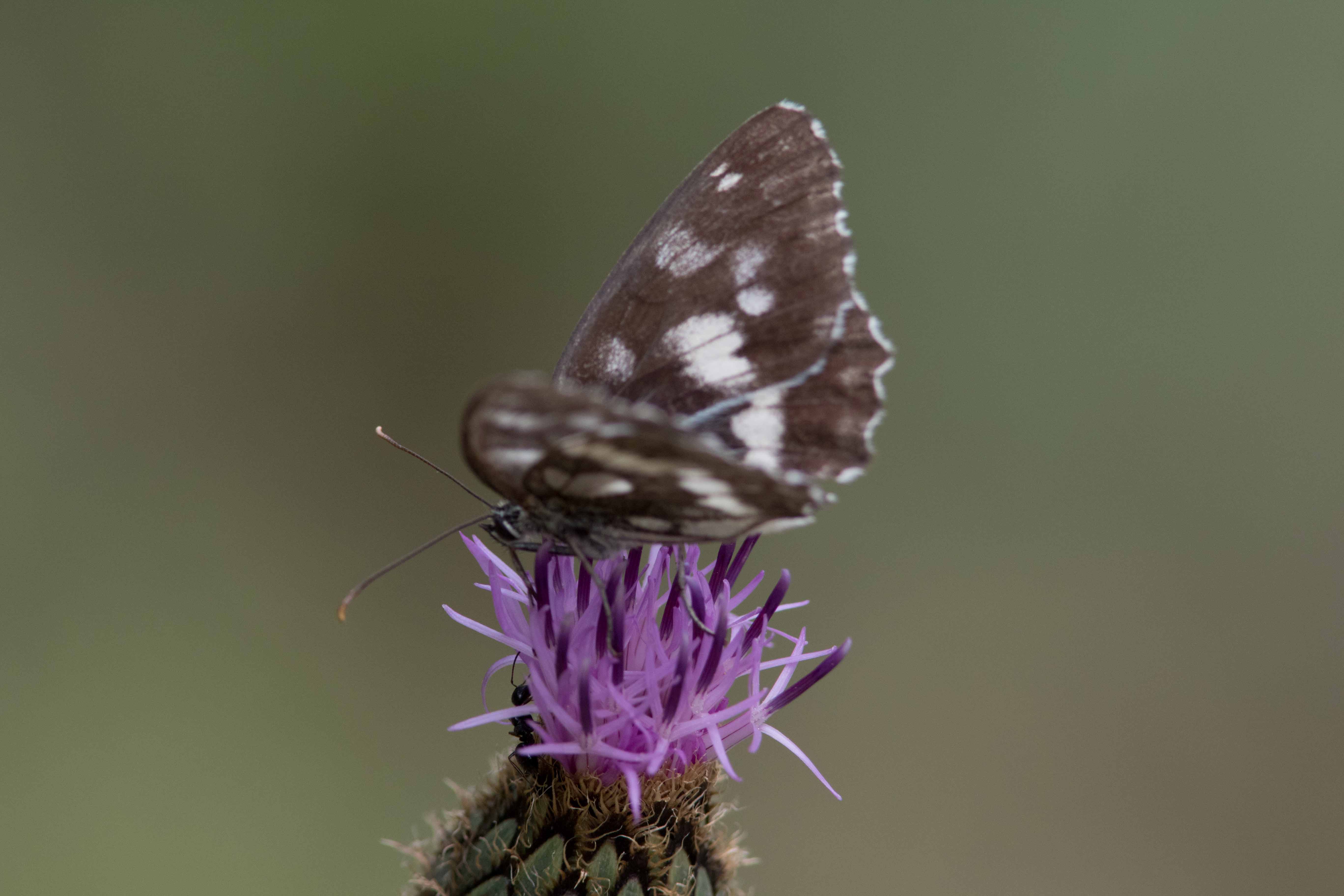 Miniature