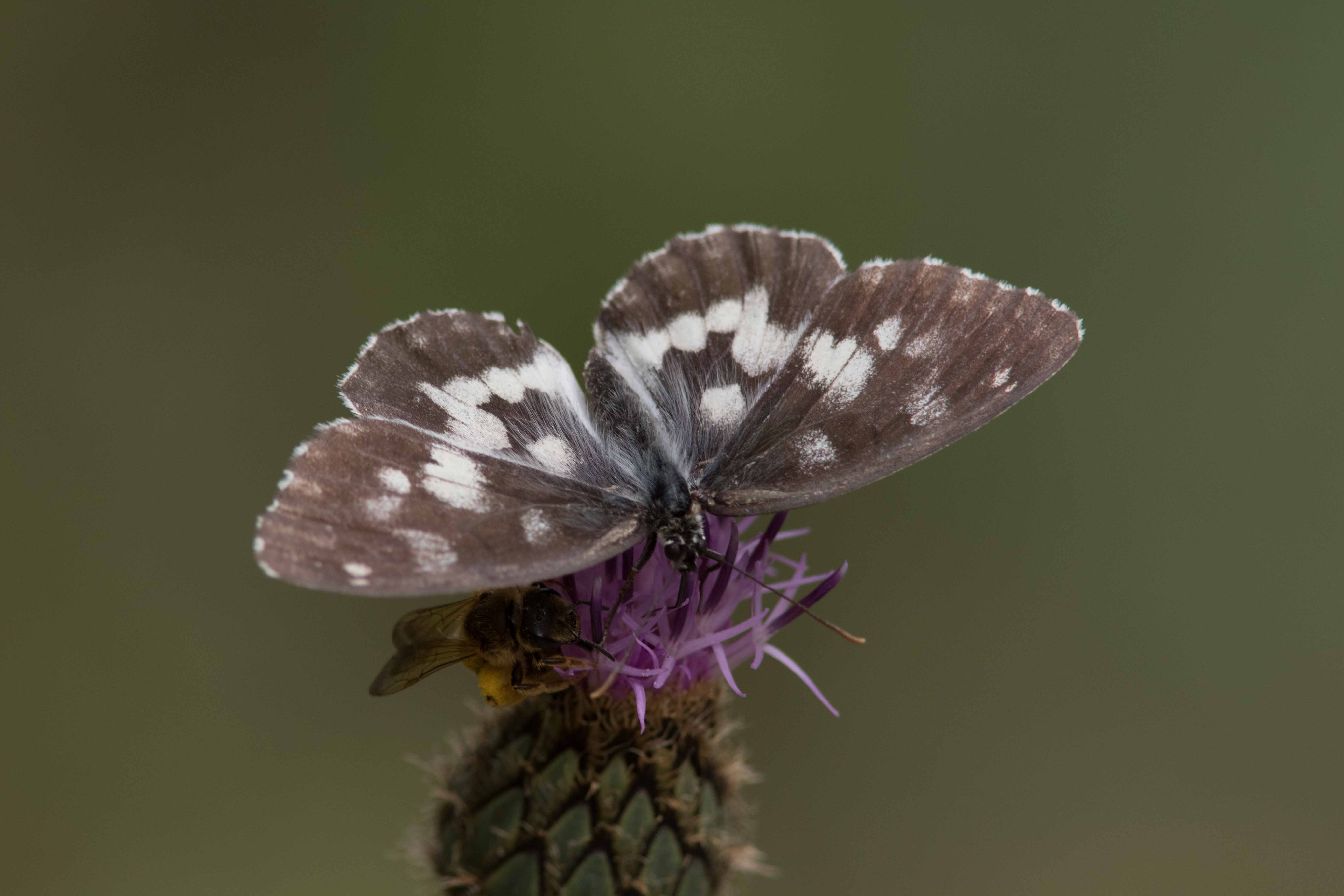 Miniature