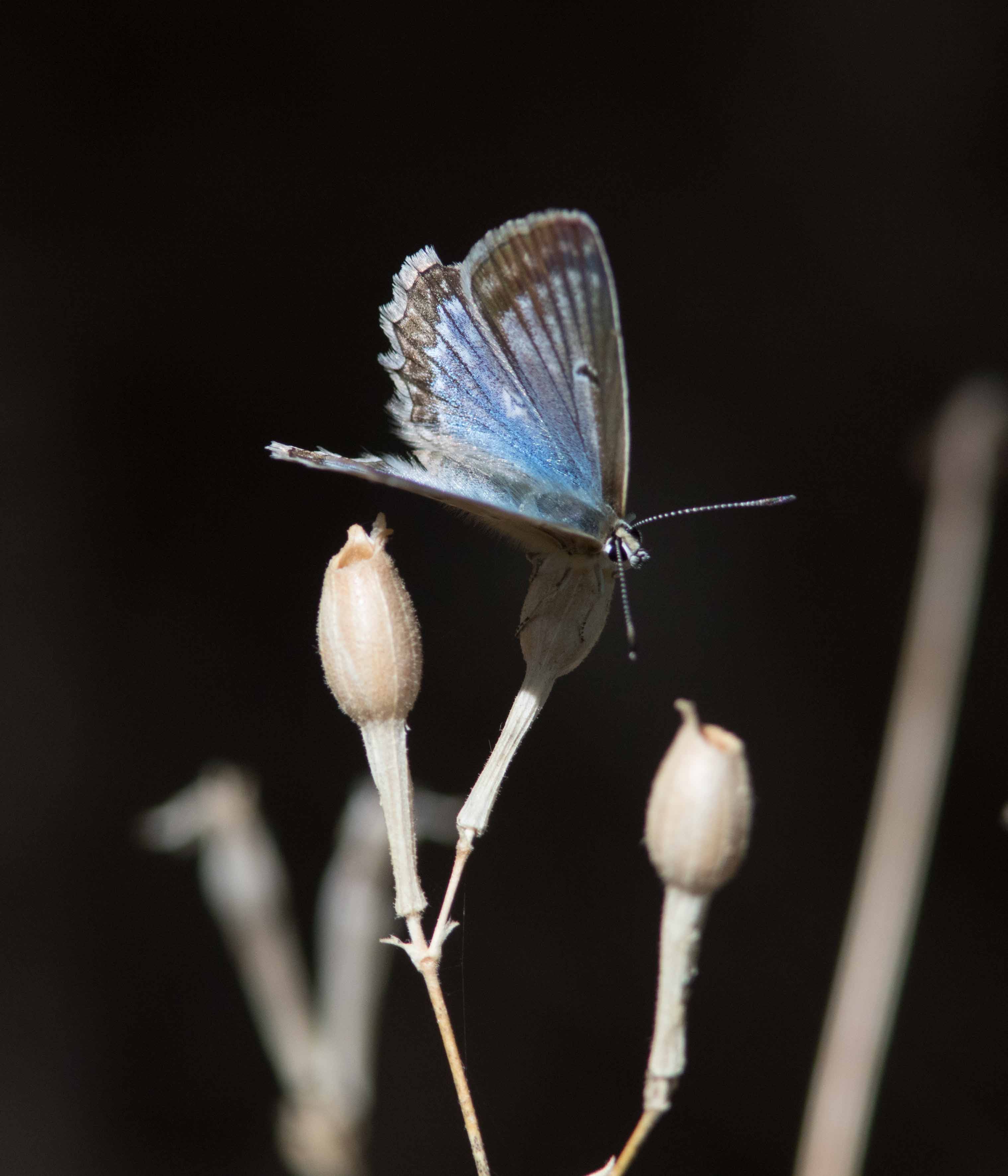 Miniature