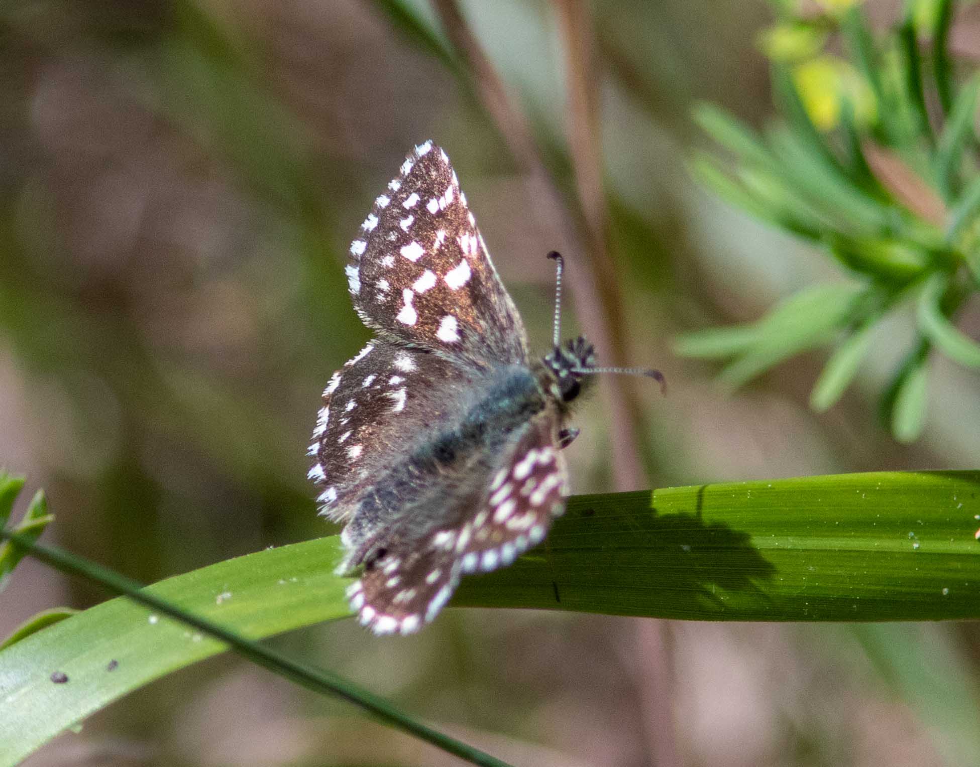 Miniature