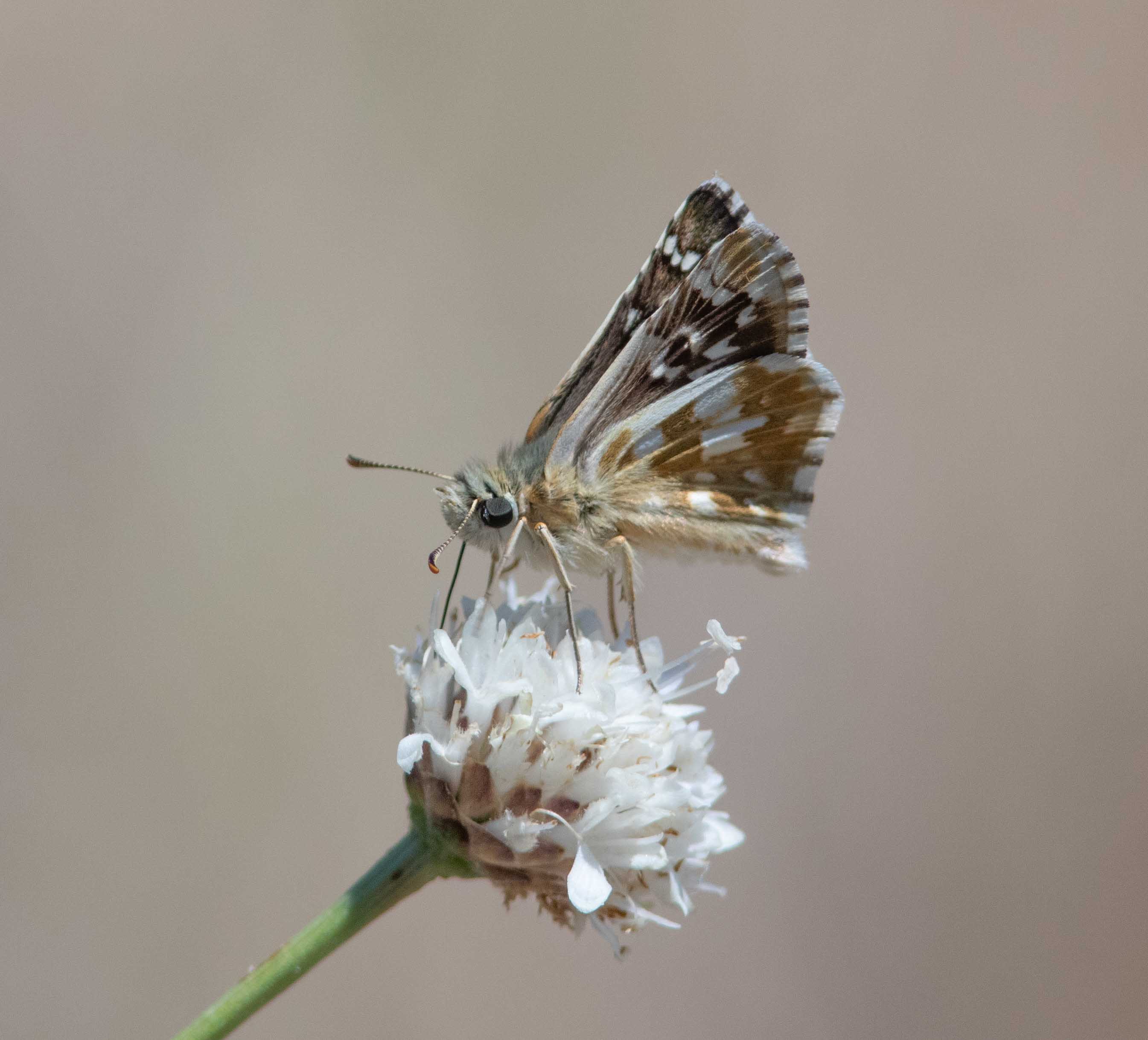 Miniature