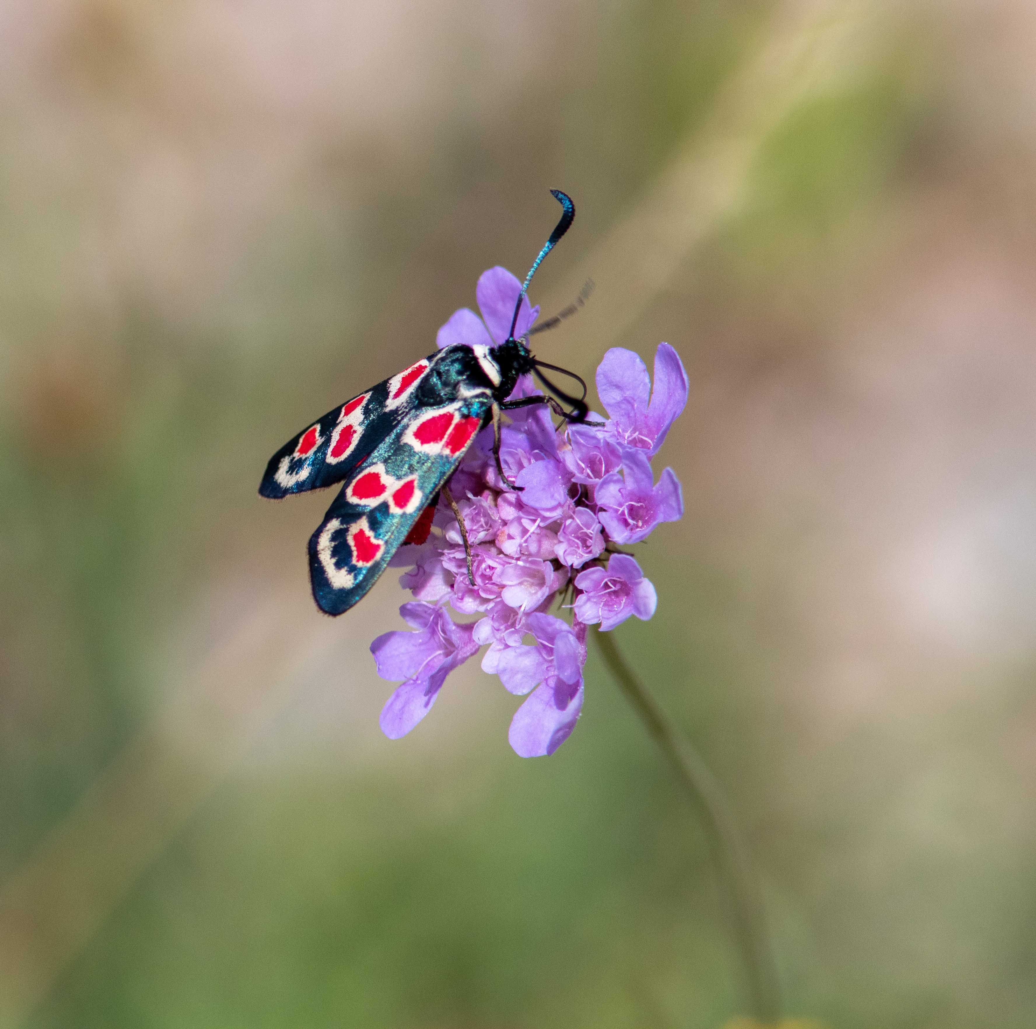 Miniature