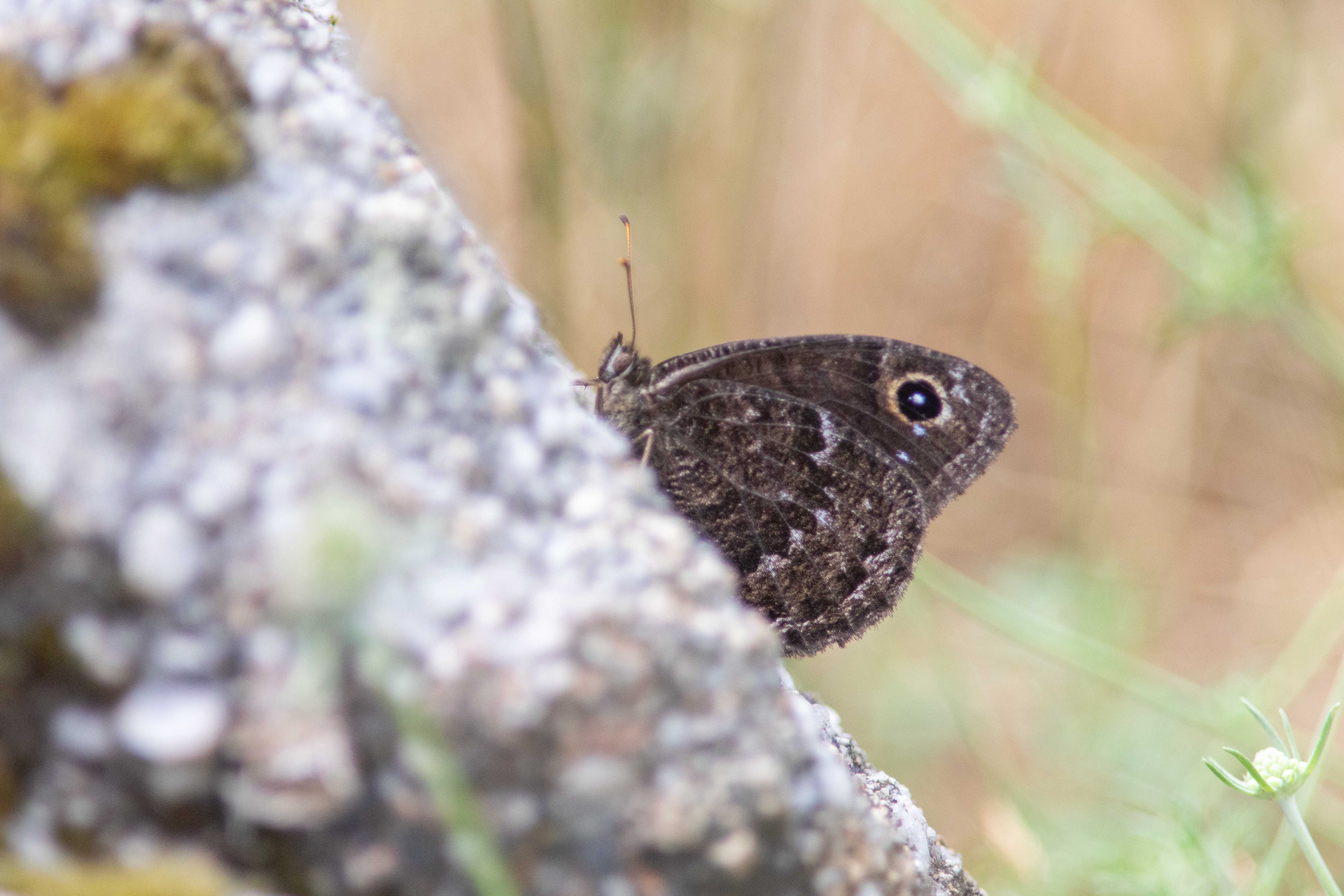 Miniature