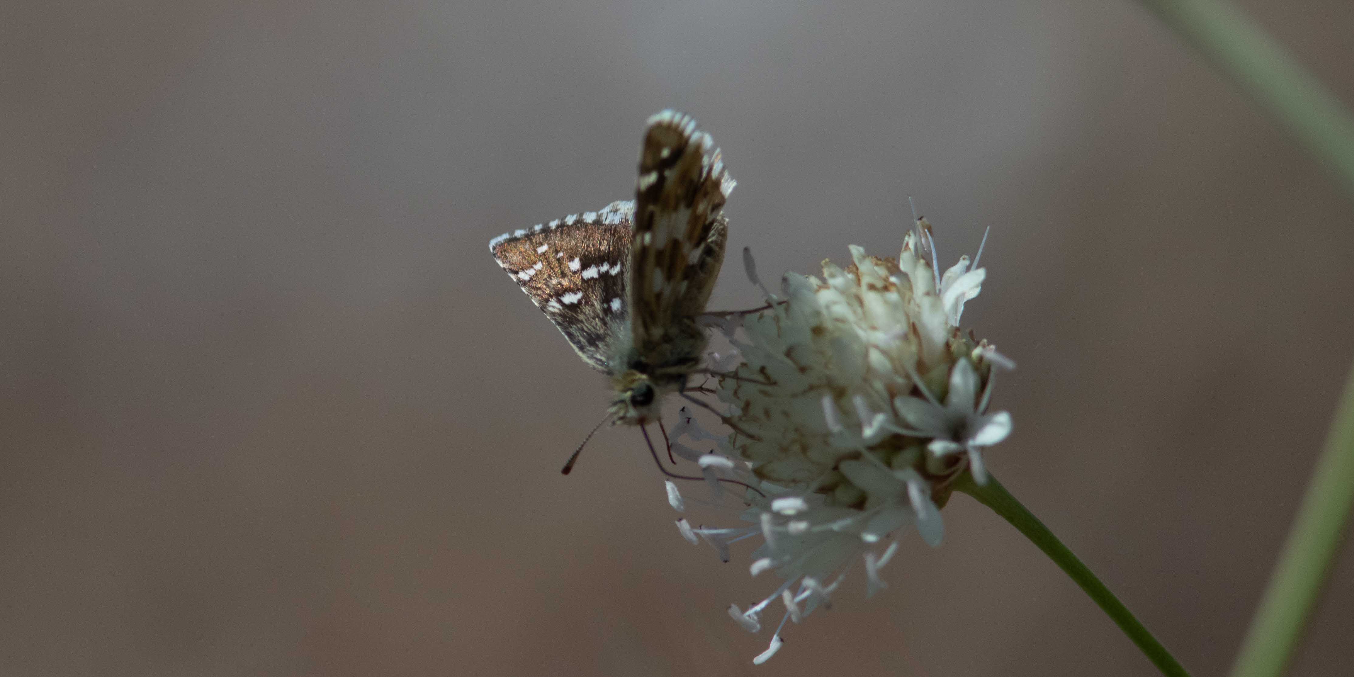 Miniature