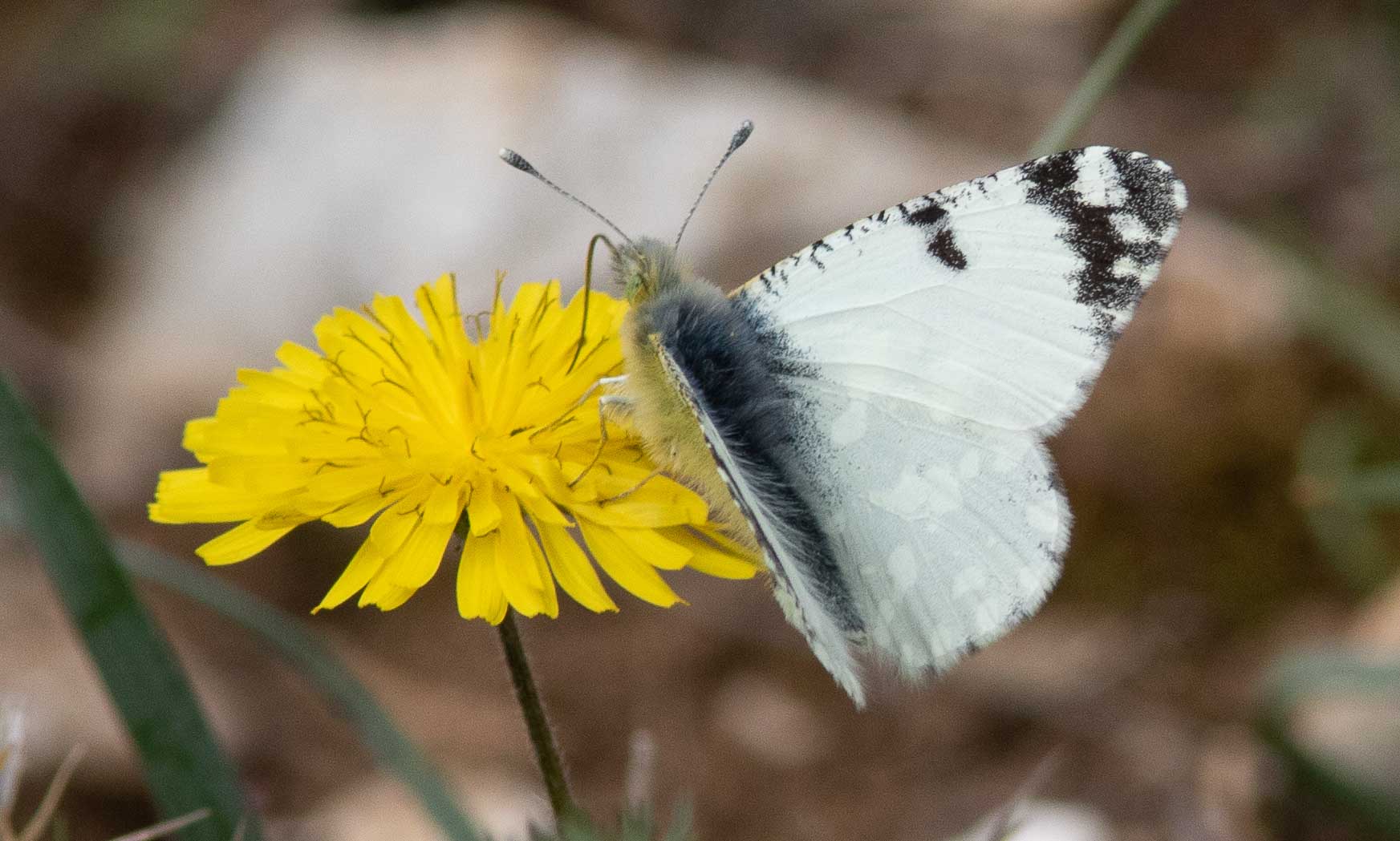 Miniature