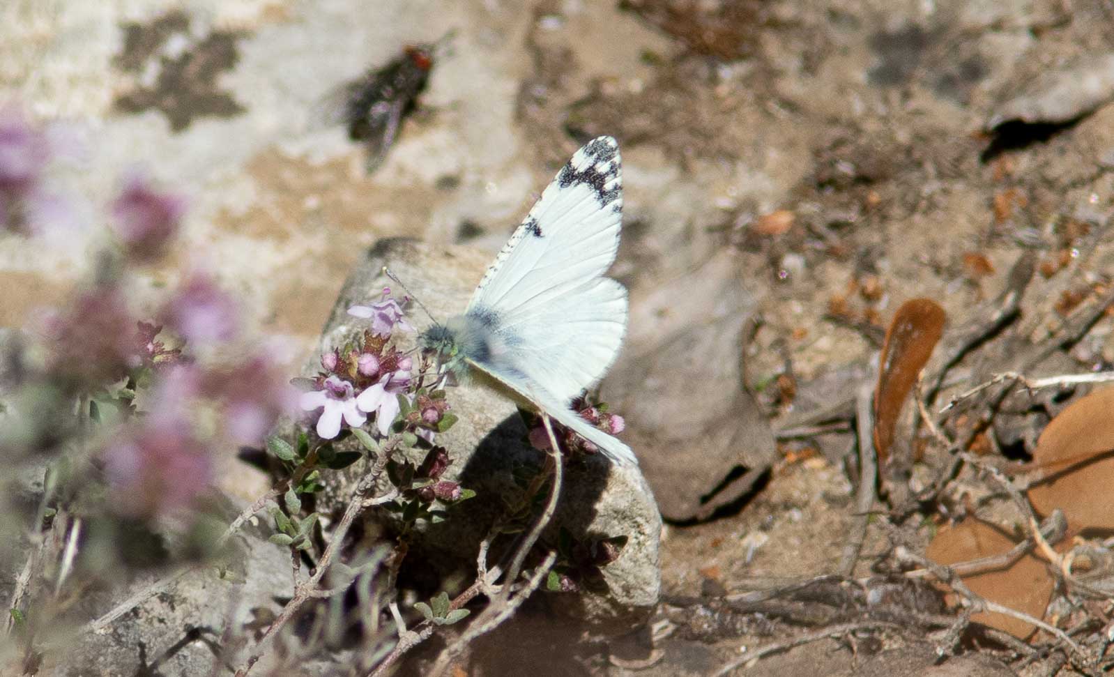 Miniature