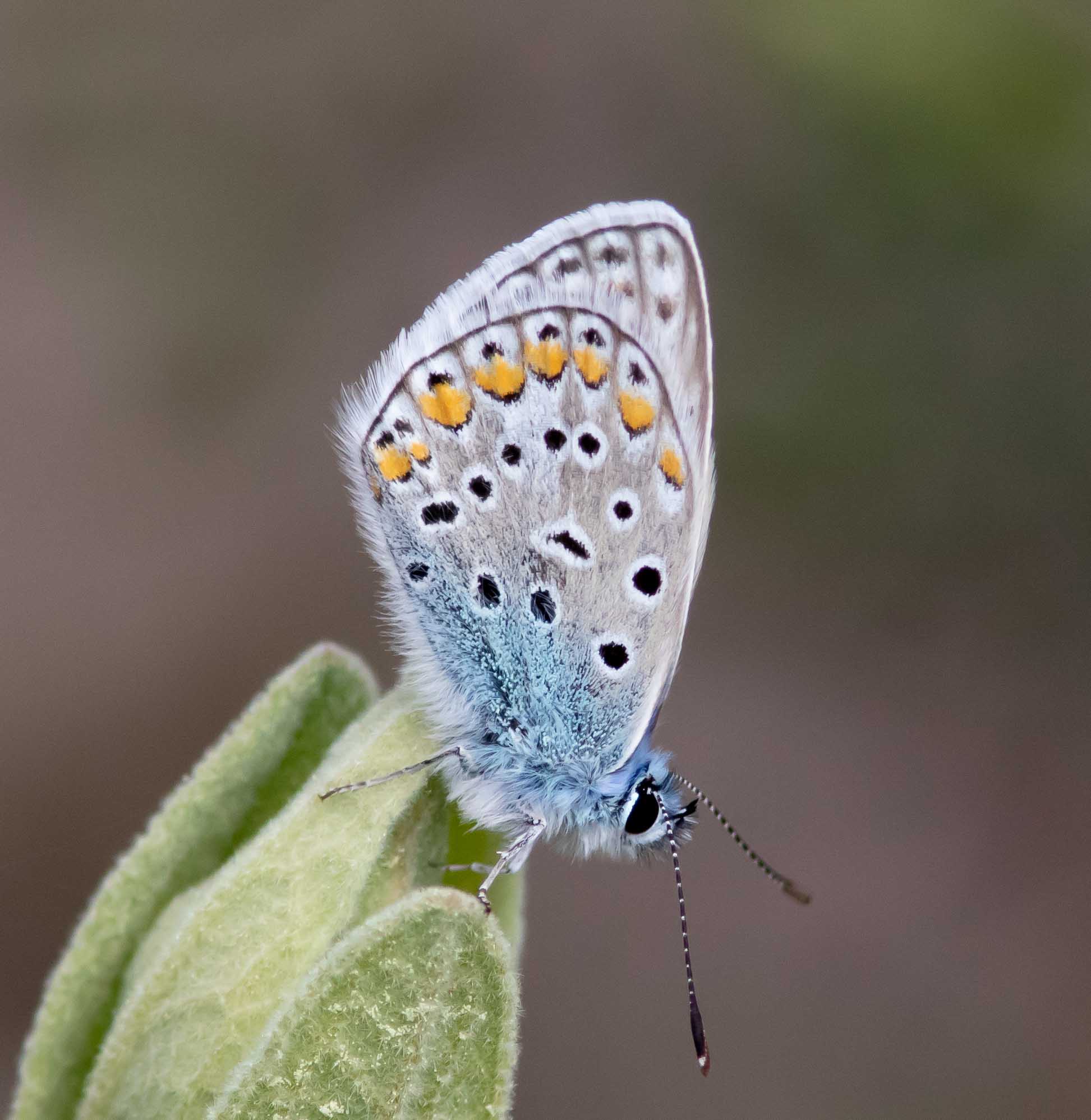 Miniature