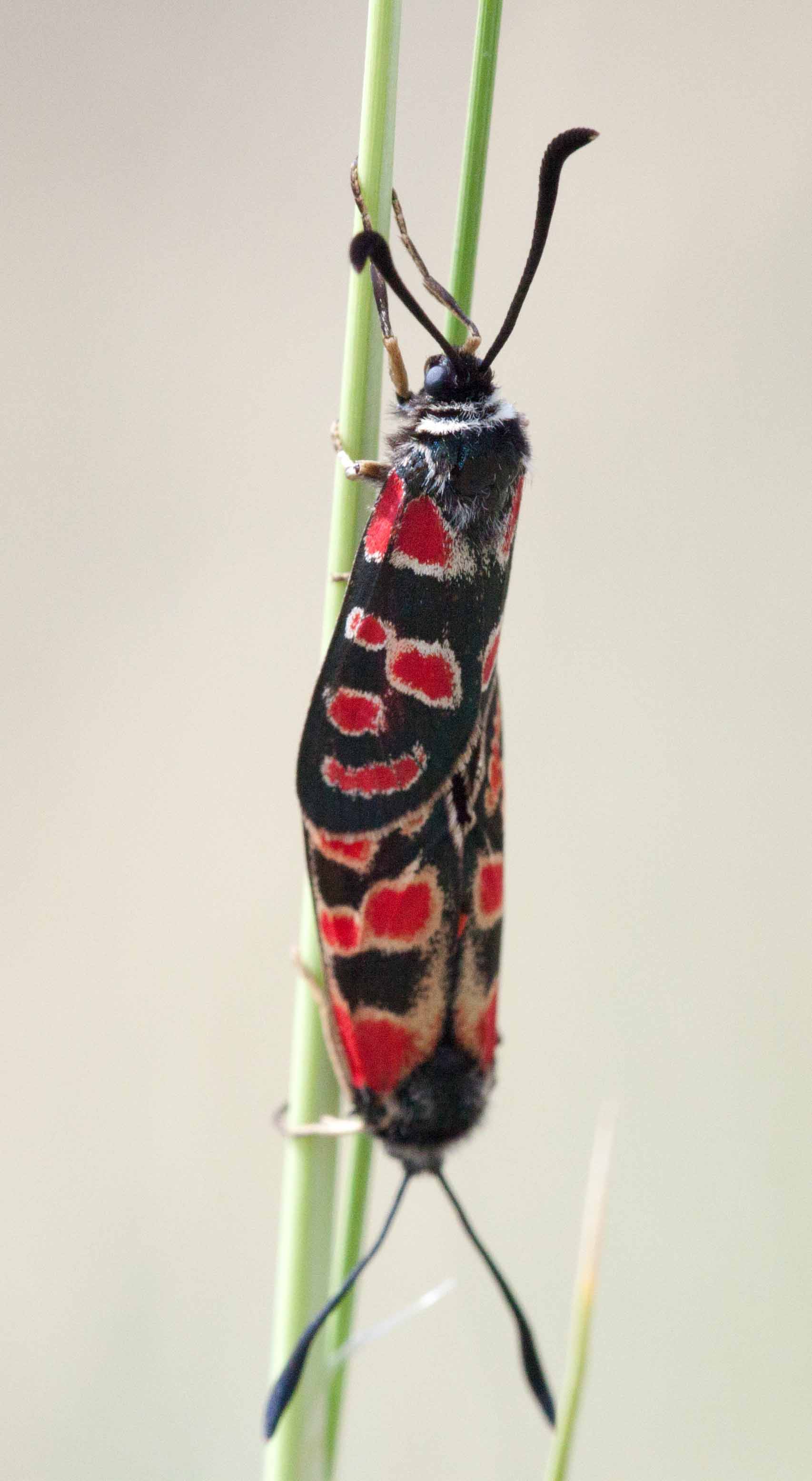 Miniature