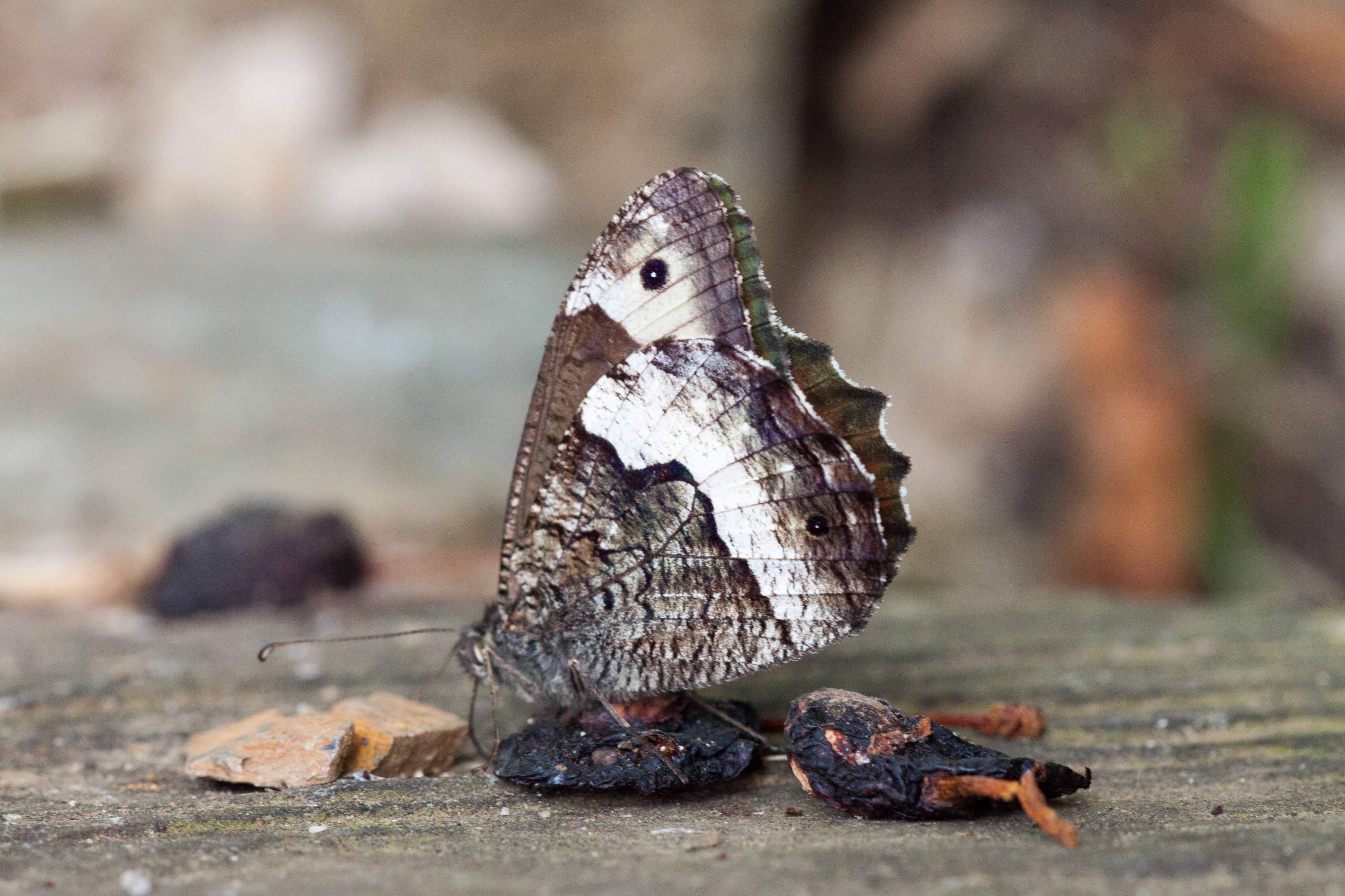 Miniature