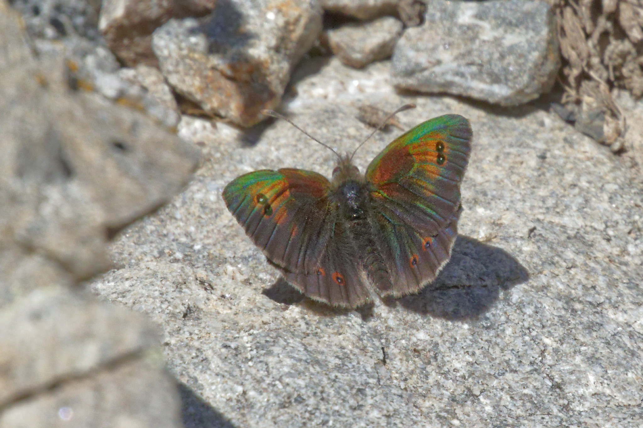 Miniature