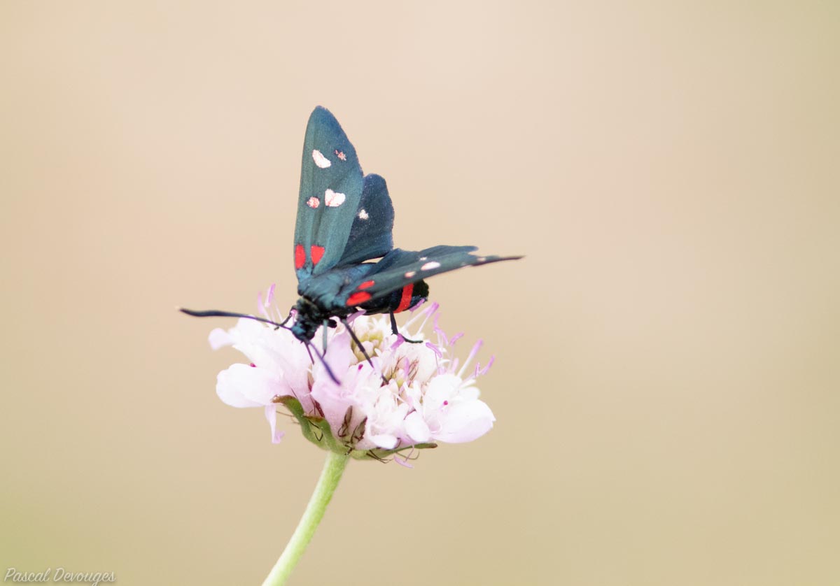 Miniature