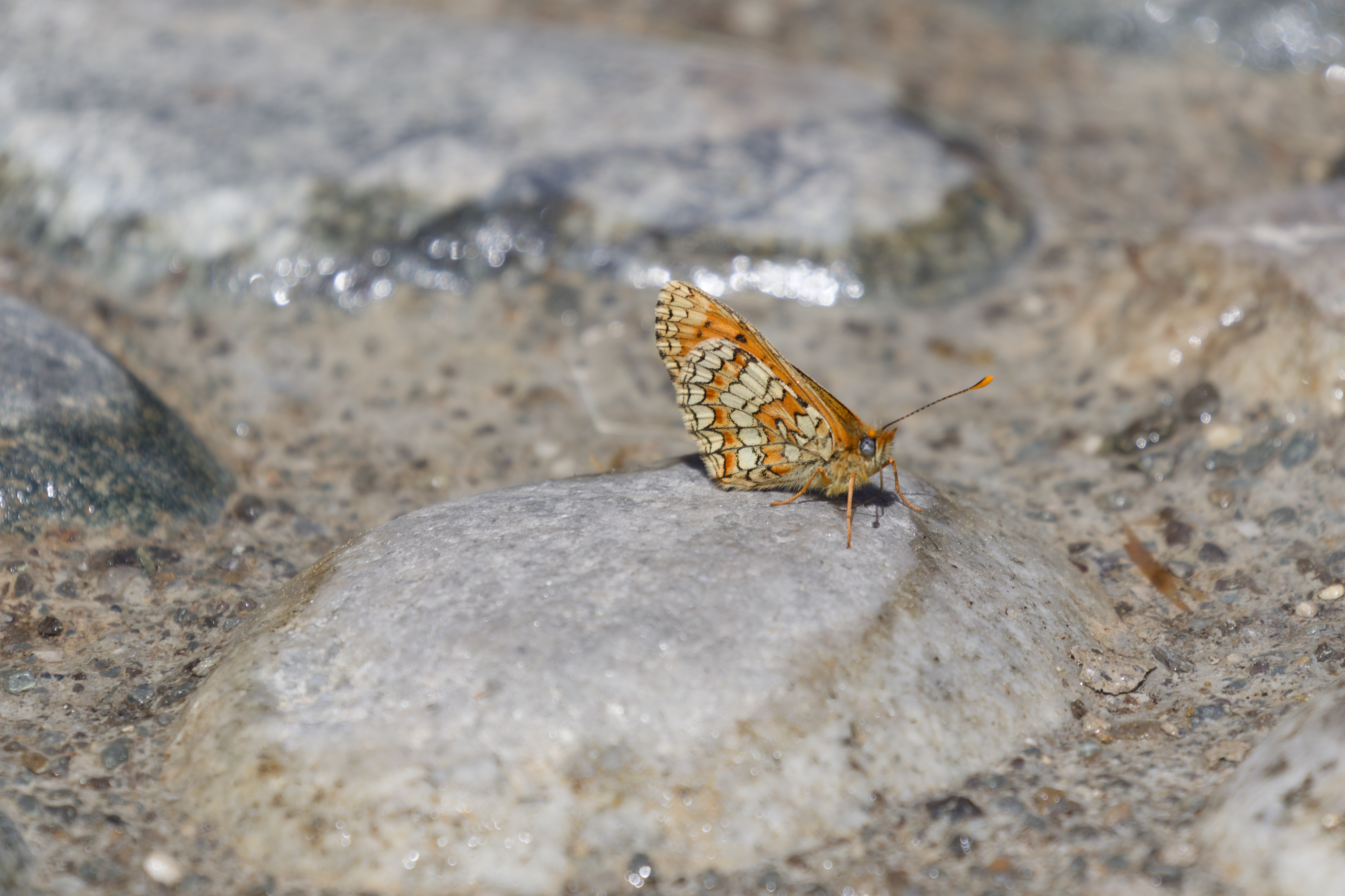 Miniature