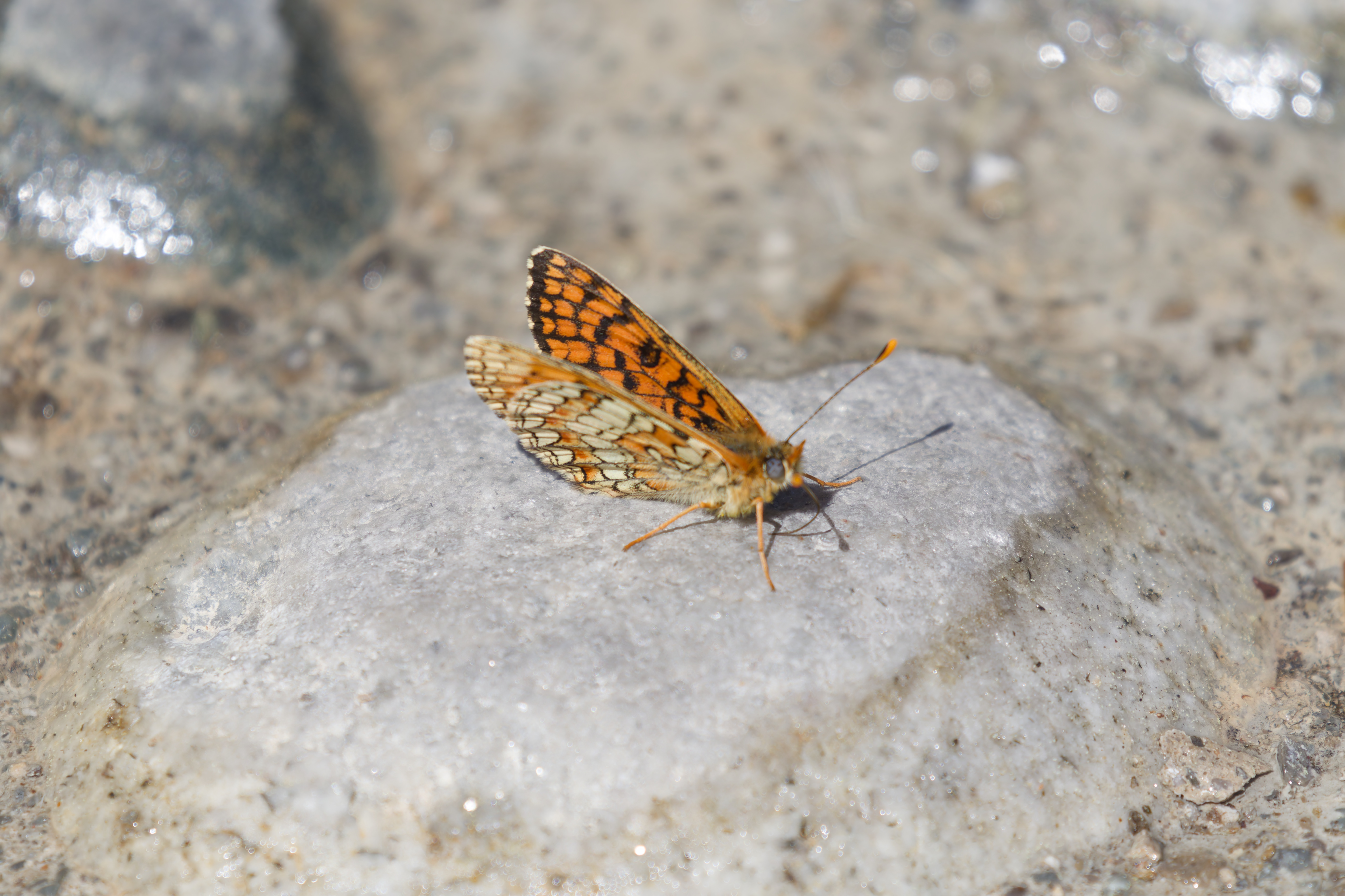 Miniature