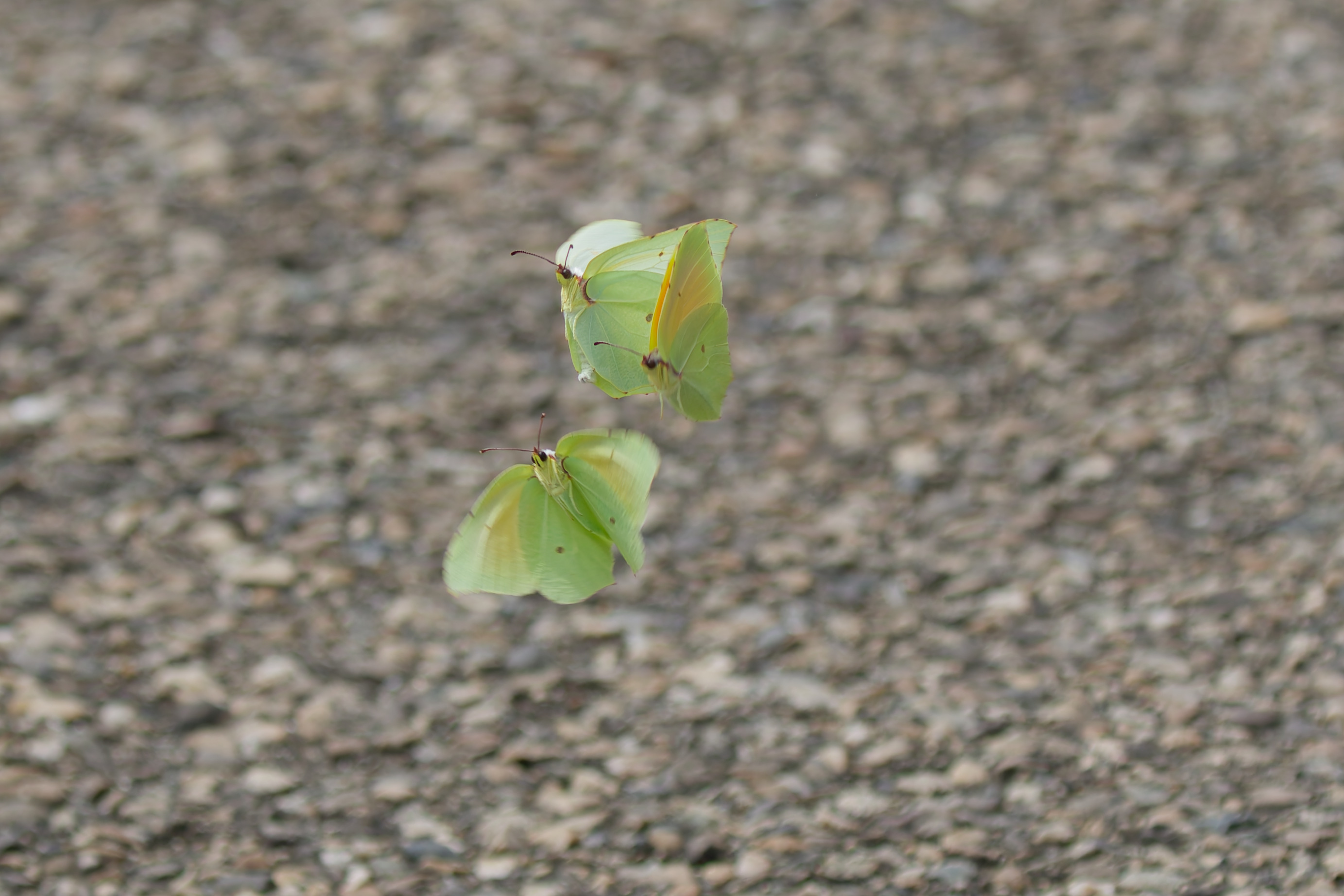Miniature