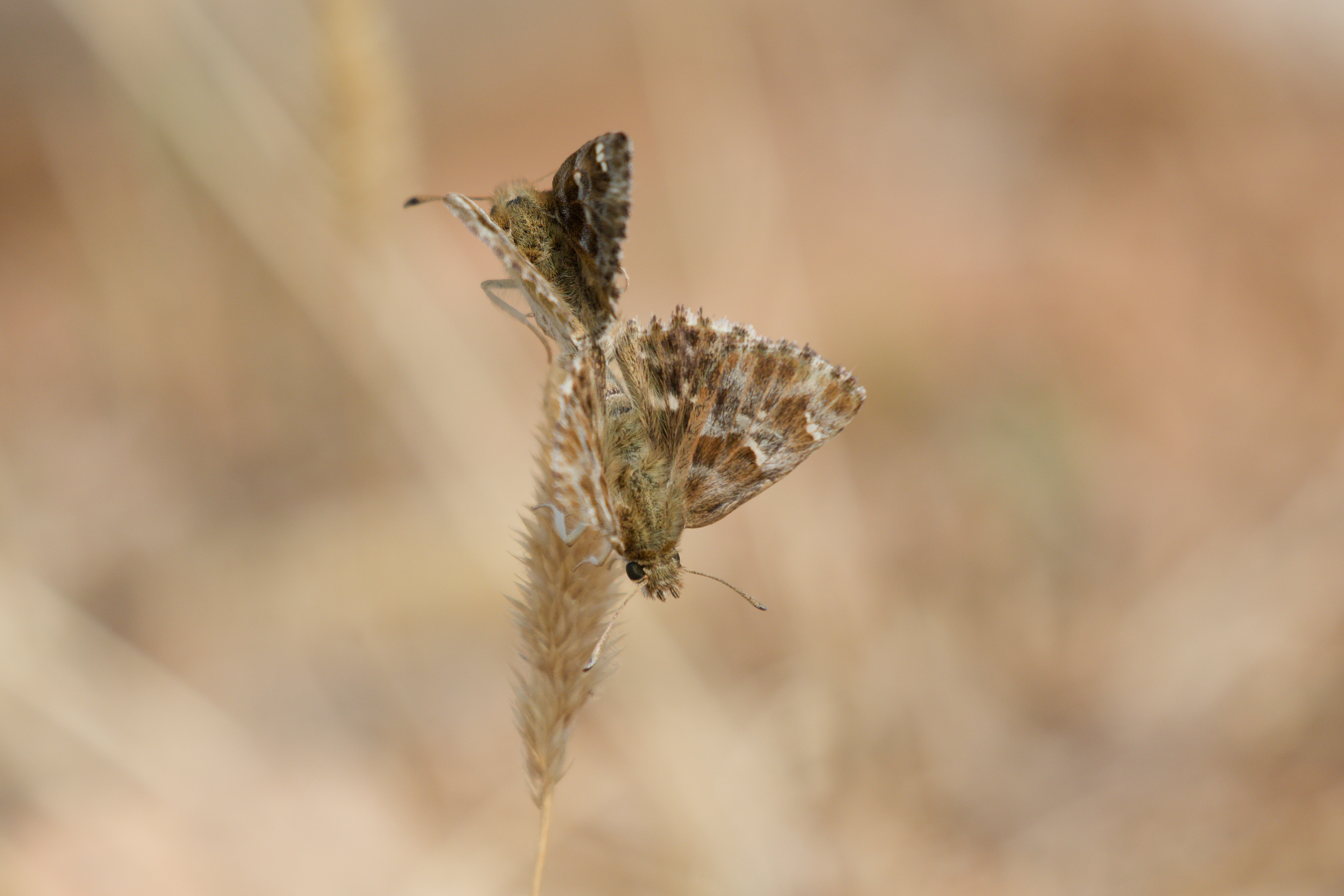 Miniature
