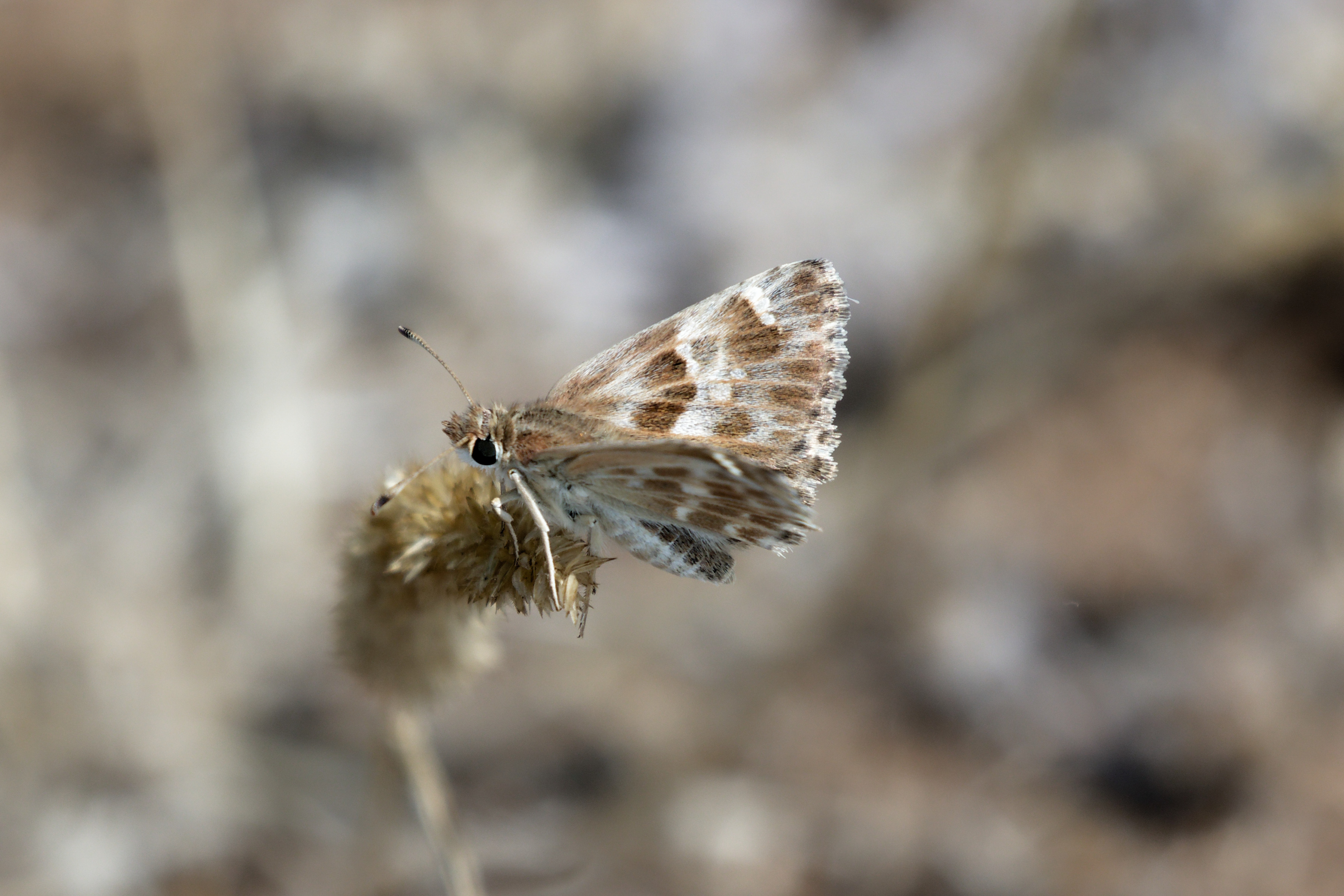 Miniature