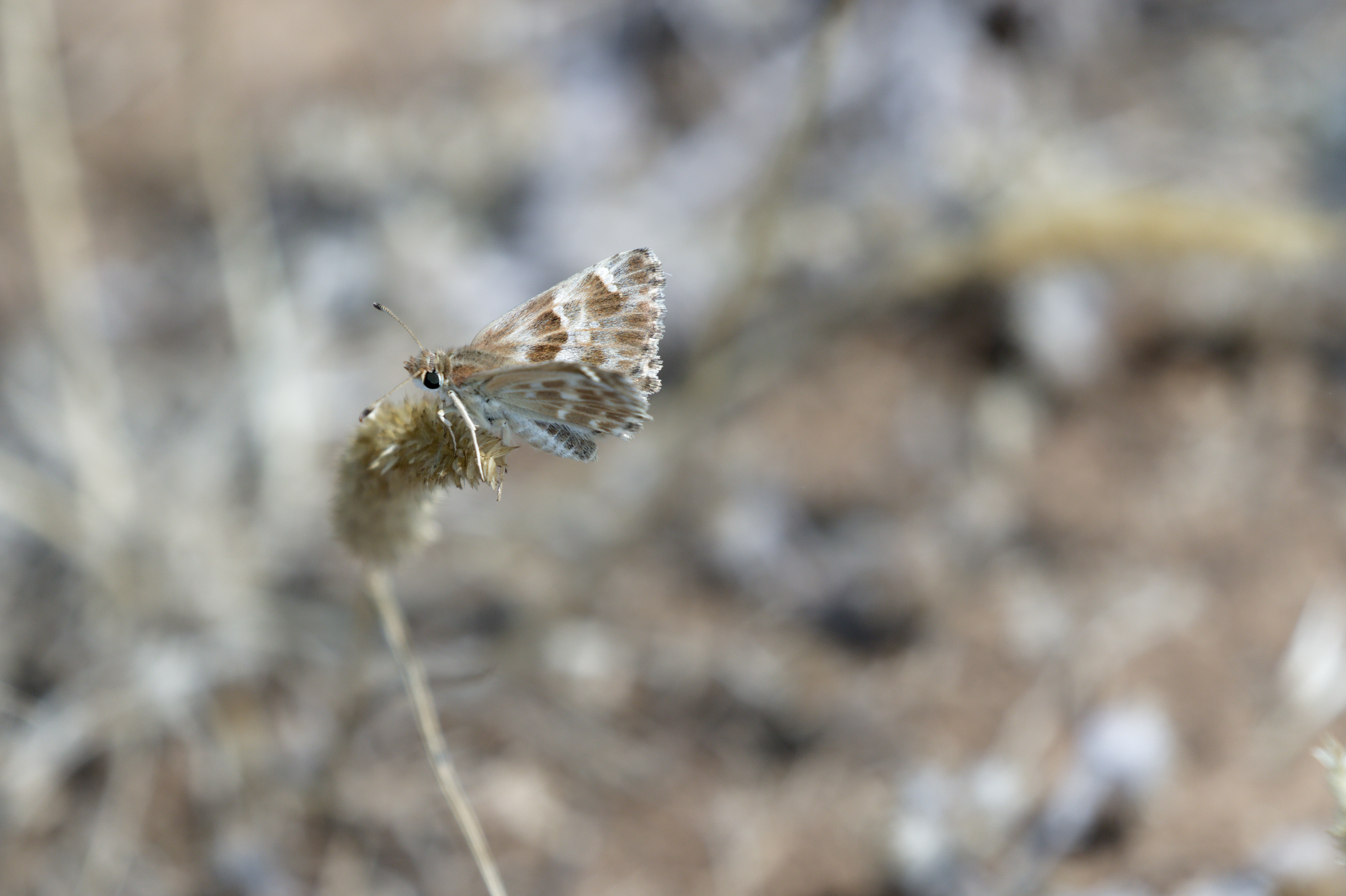Miniature