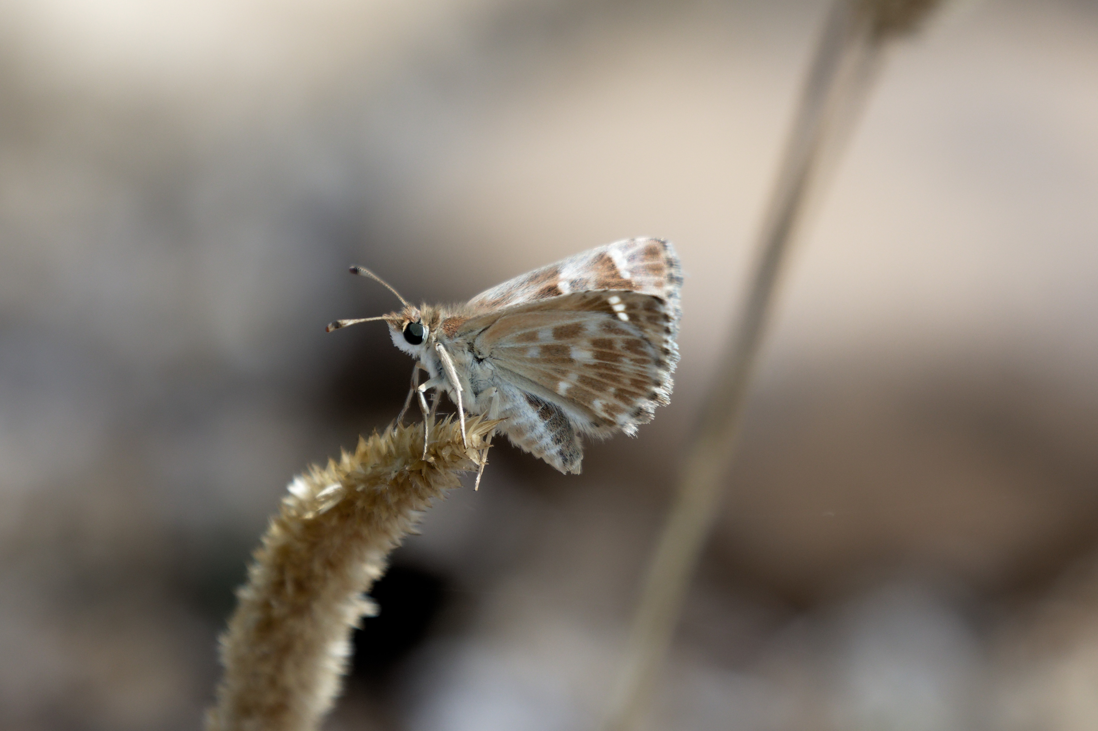 Miniature