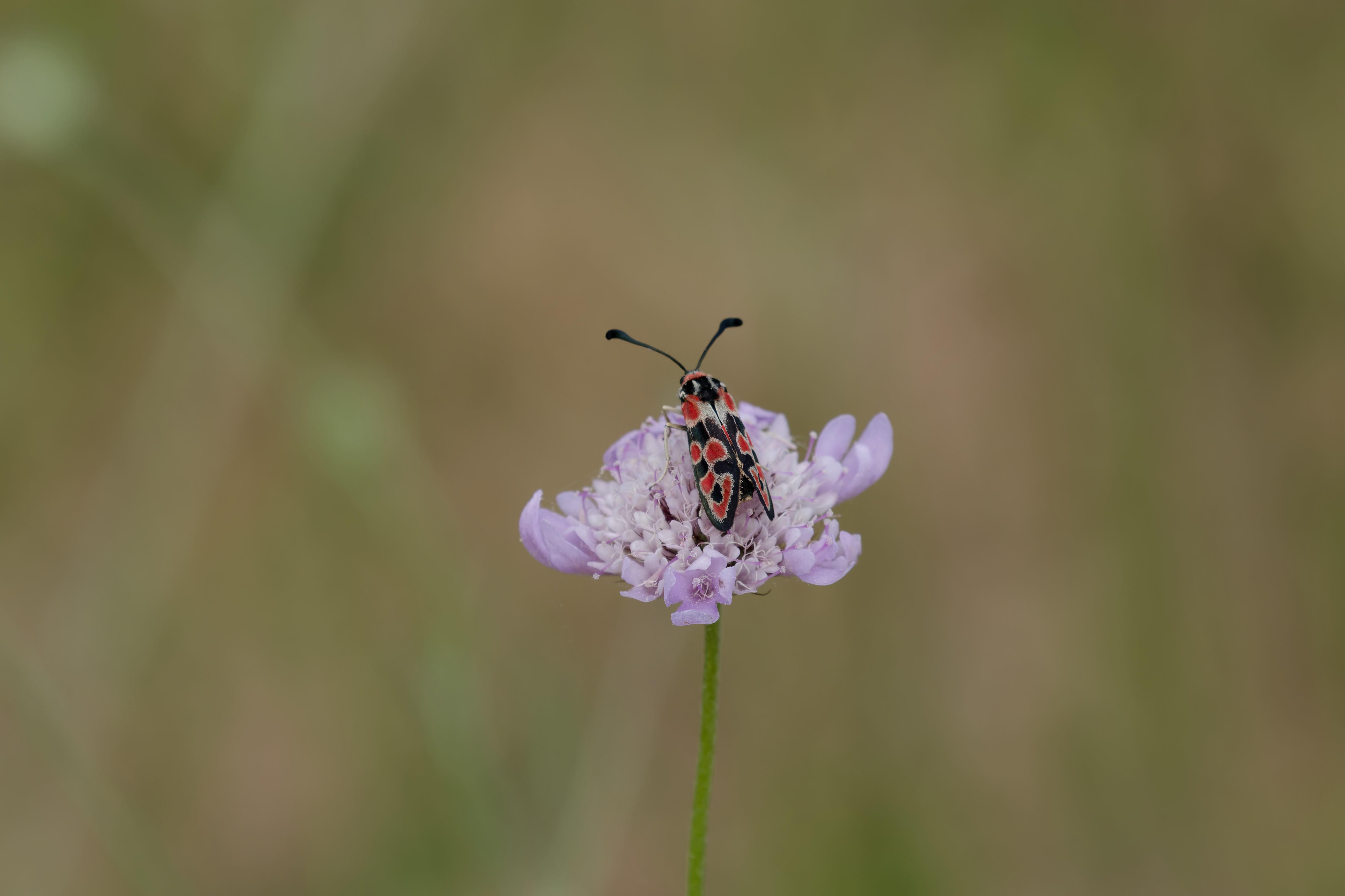 Miniature