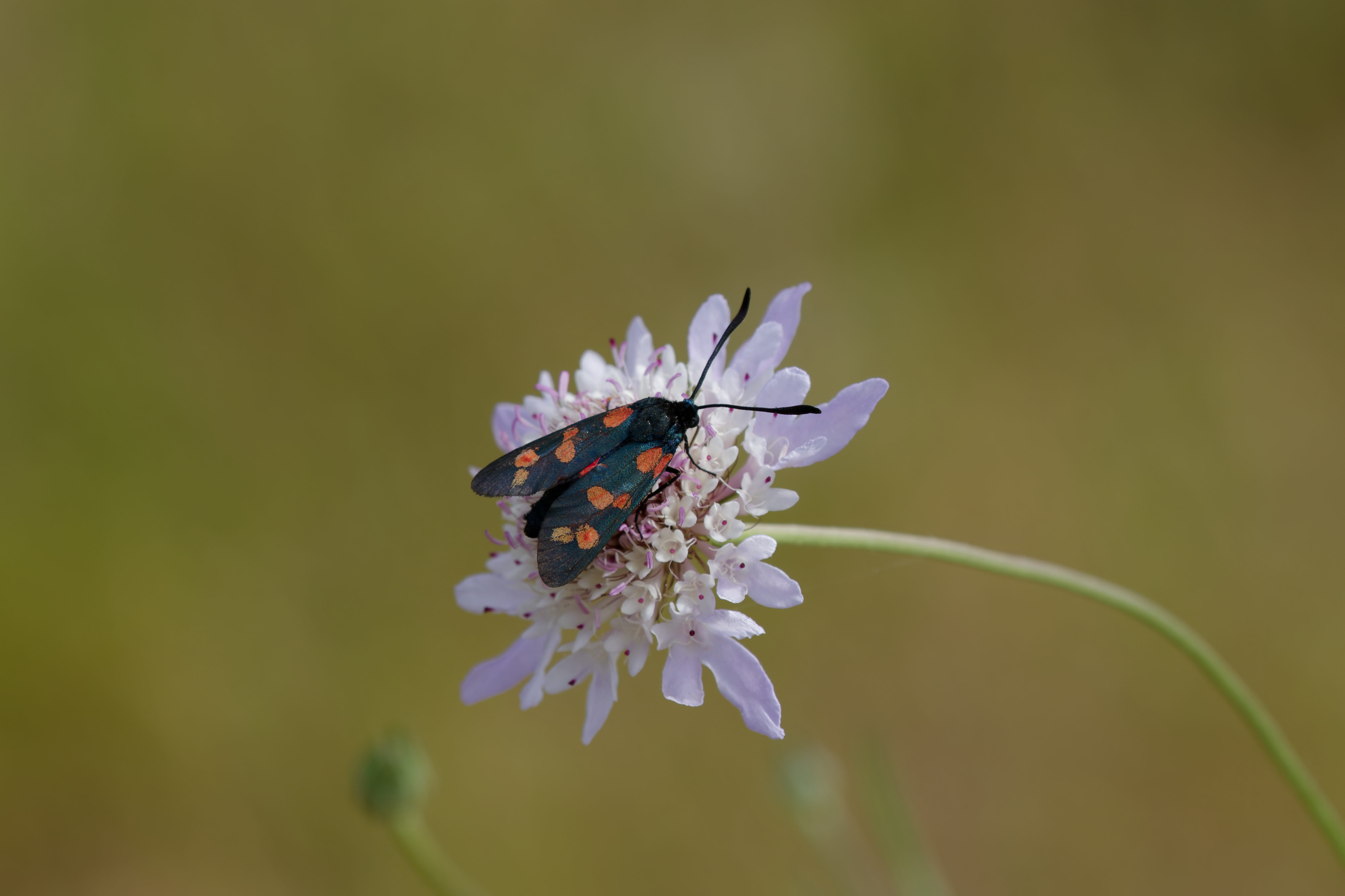 Miniature