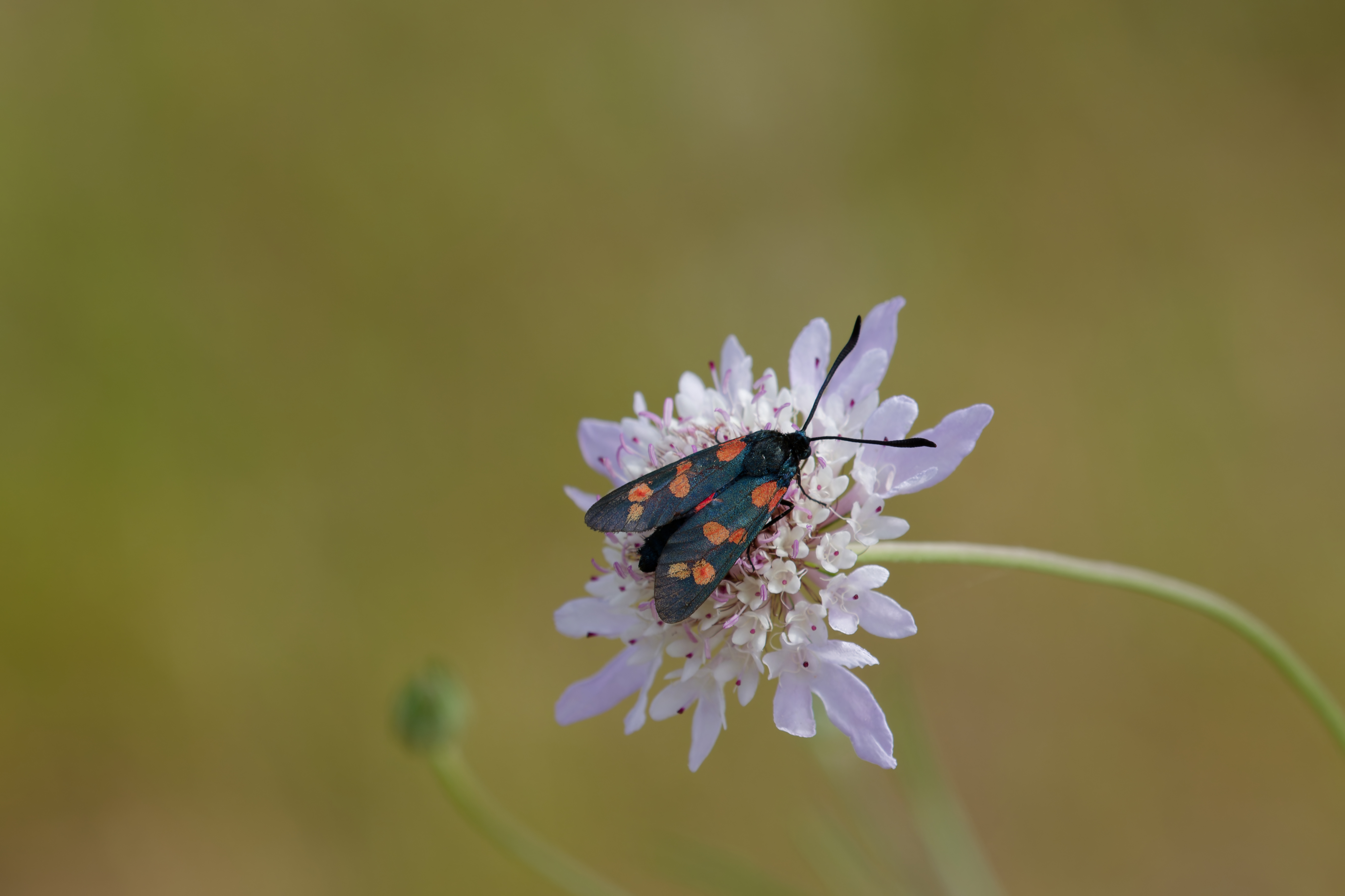 Miniature