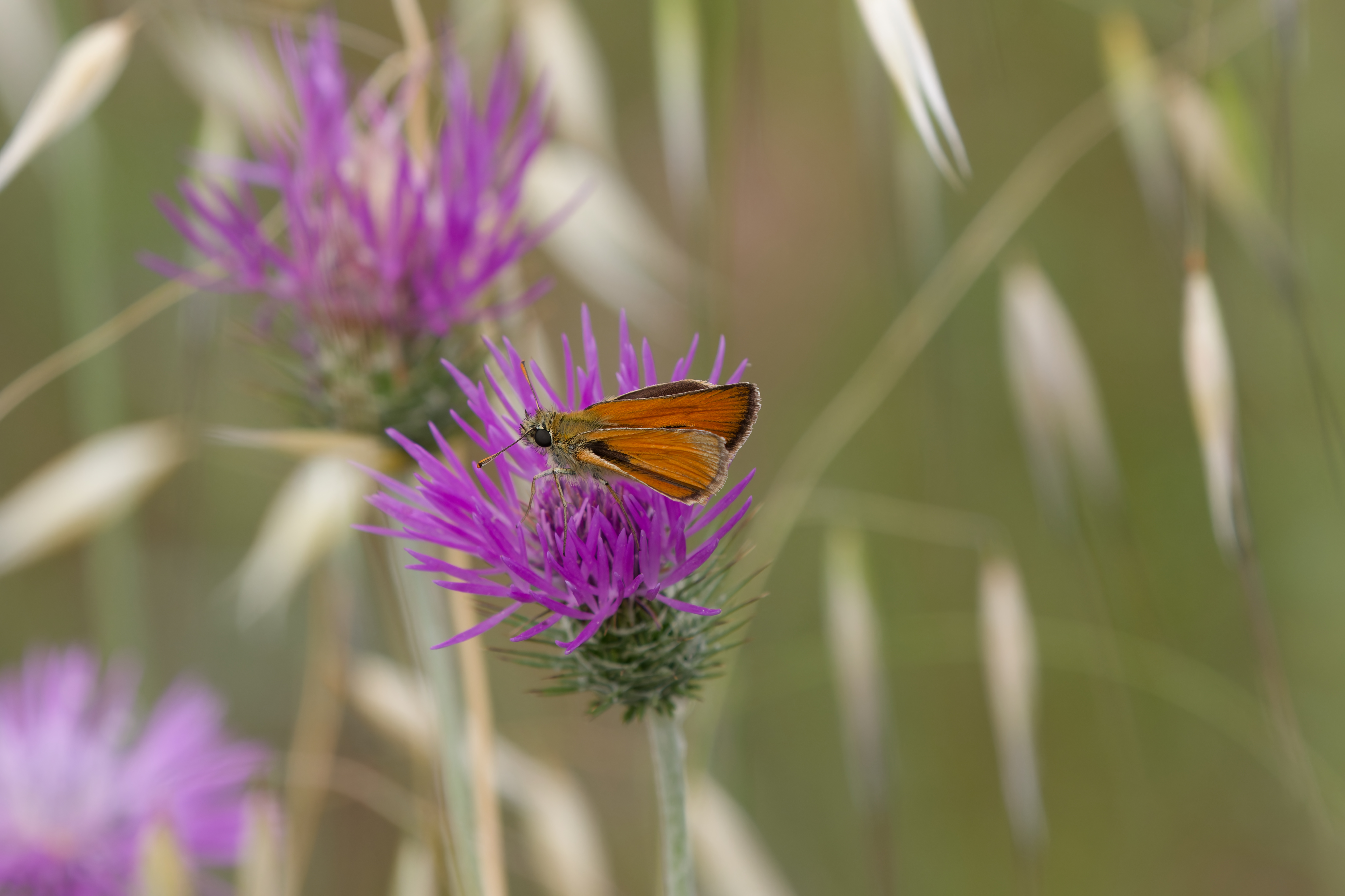Miniature