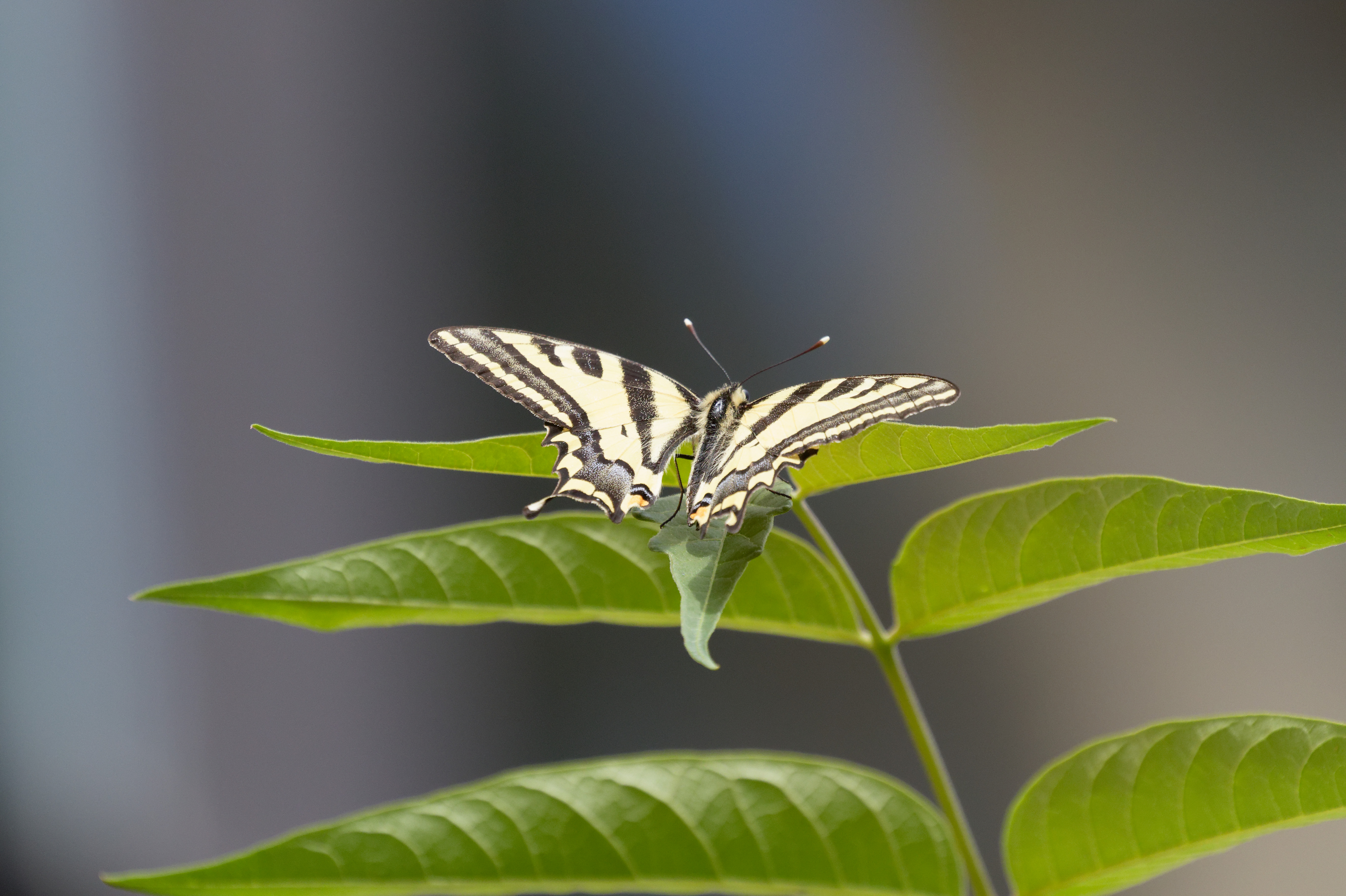 Miniature