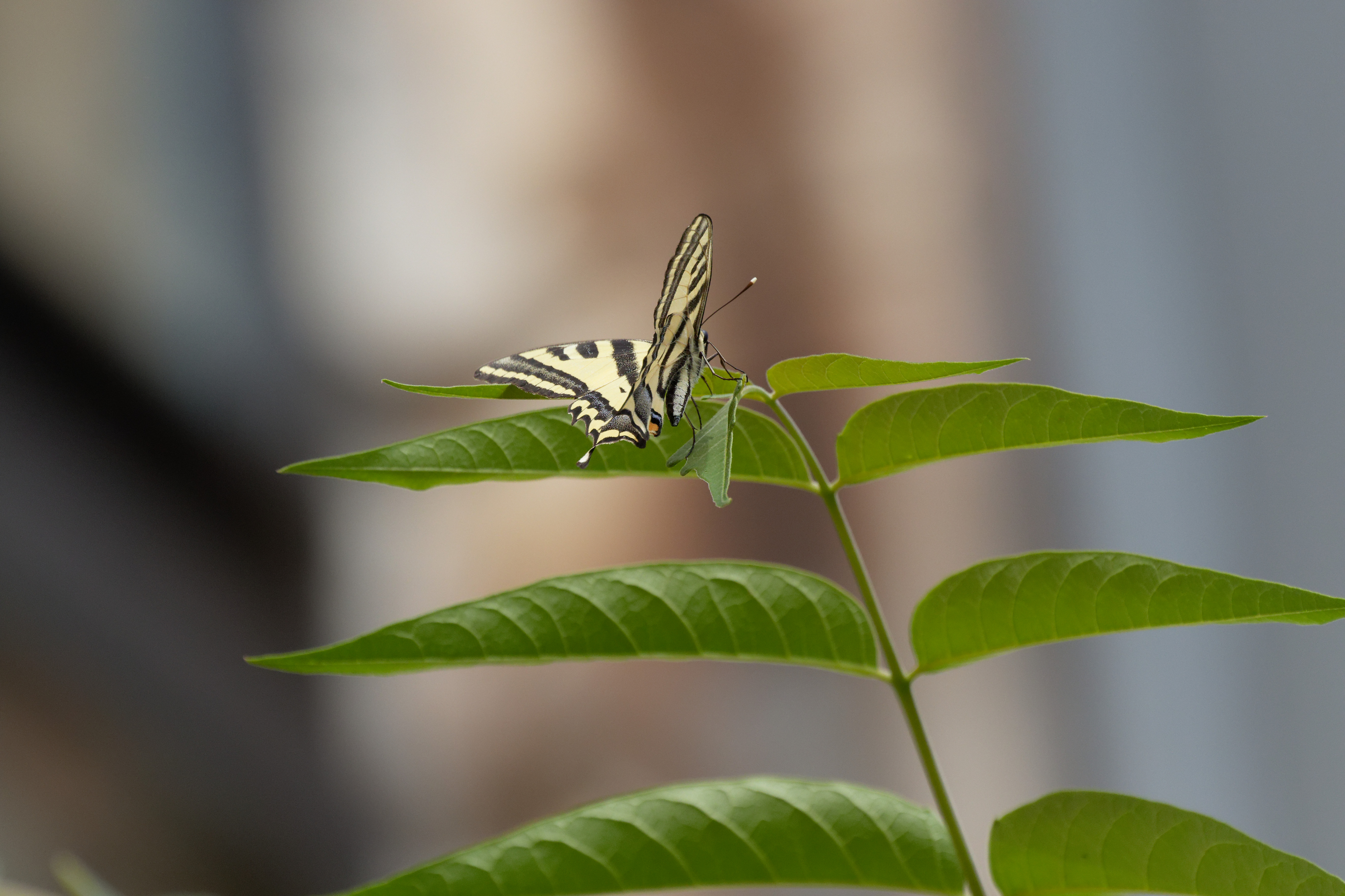 Miniature