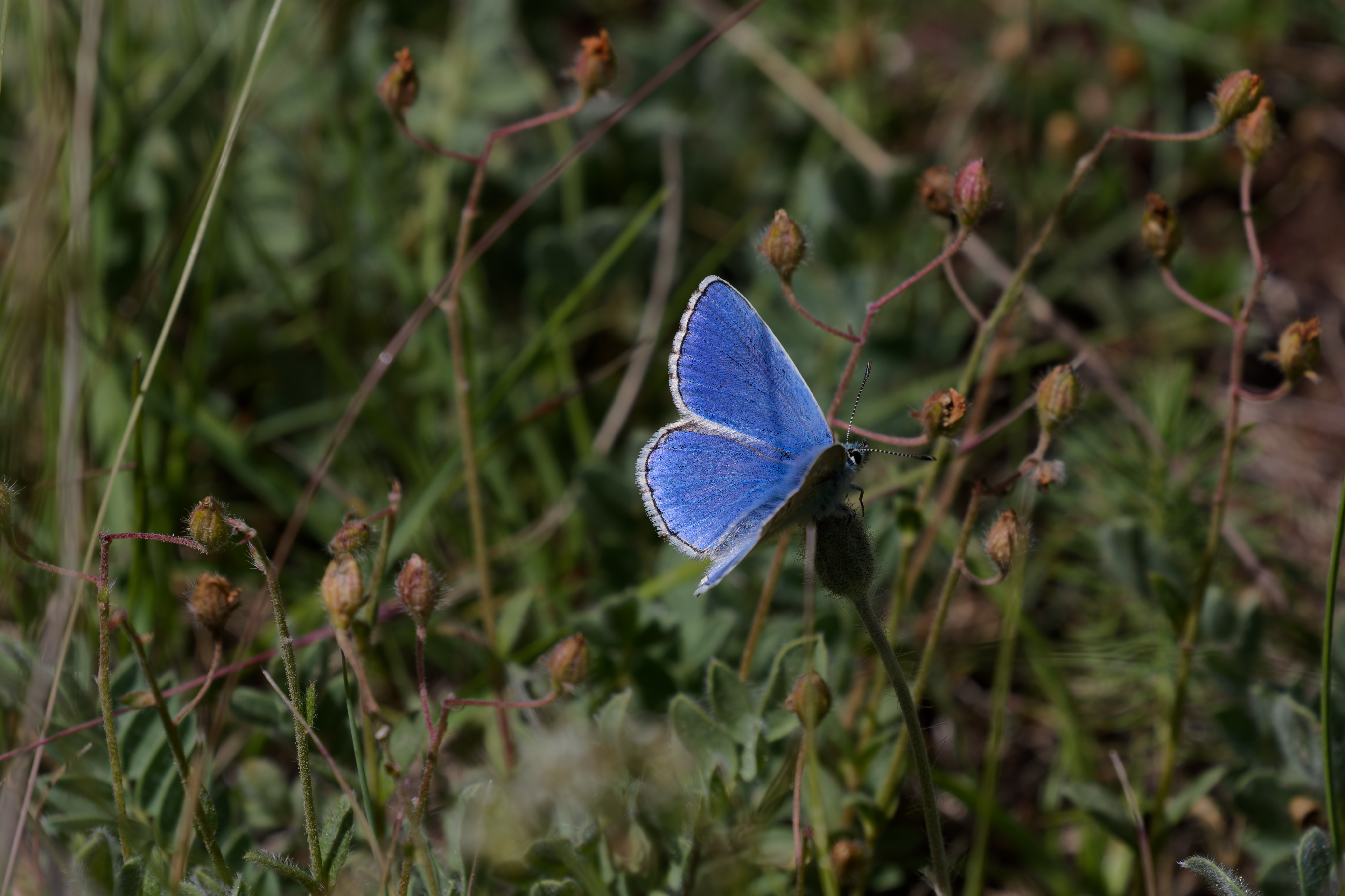 Miniature