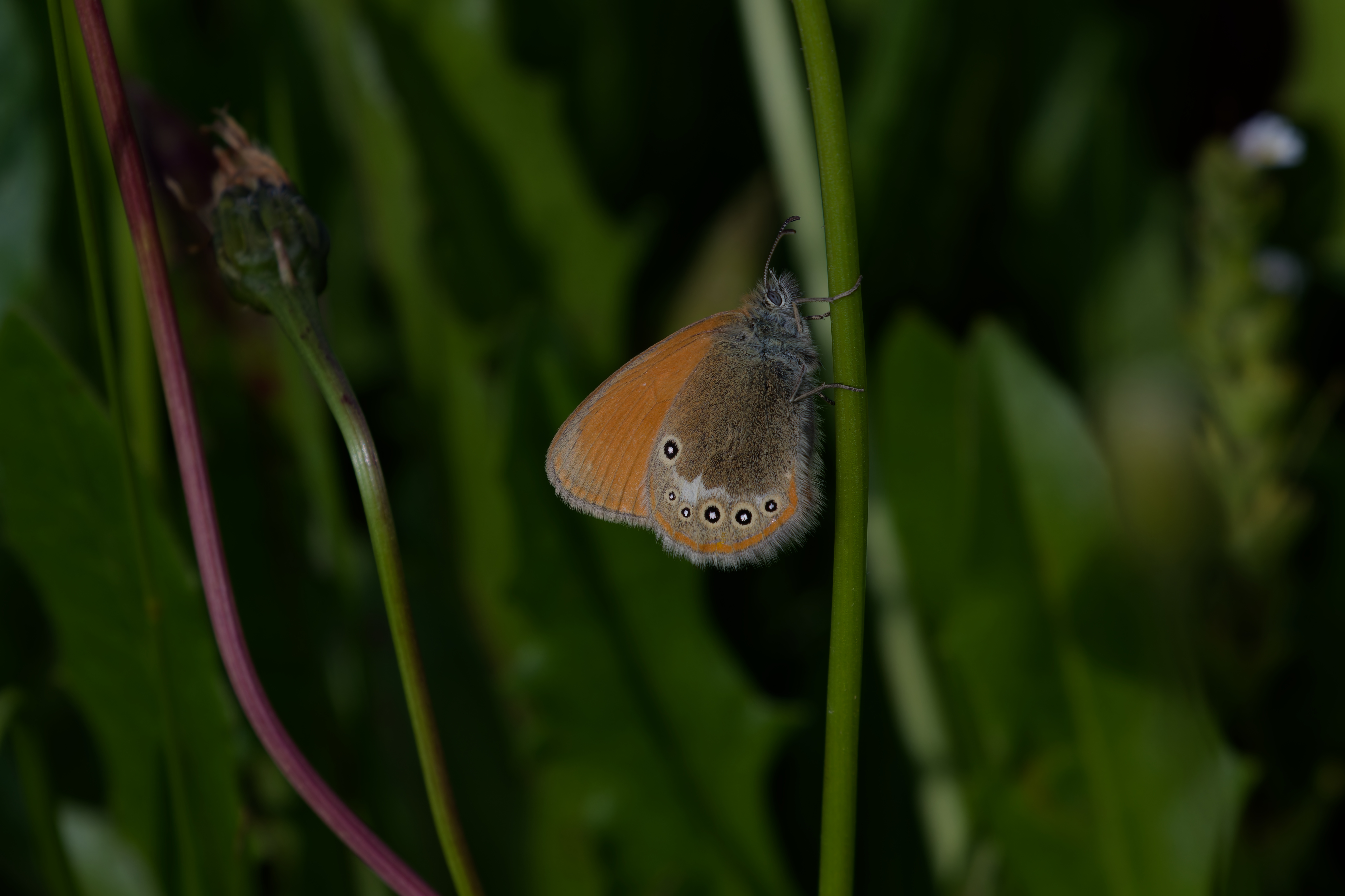 Miniature