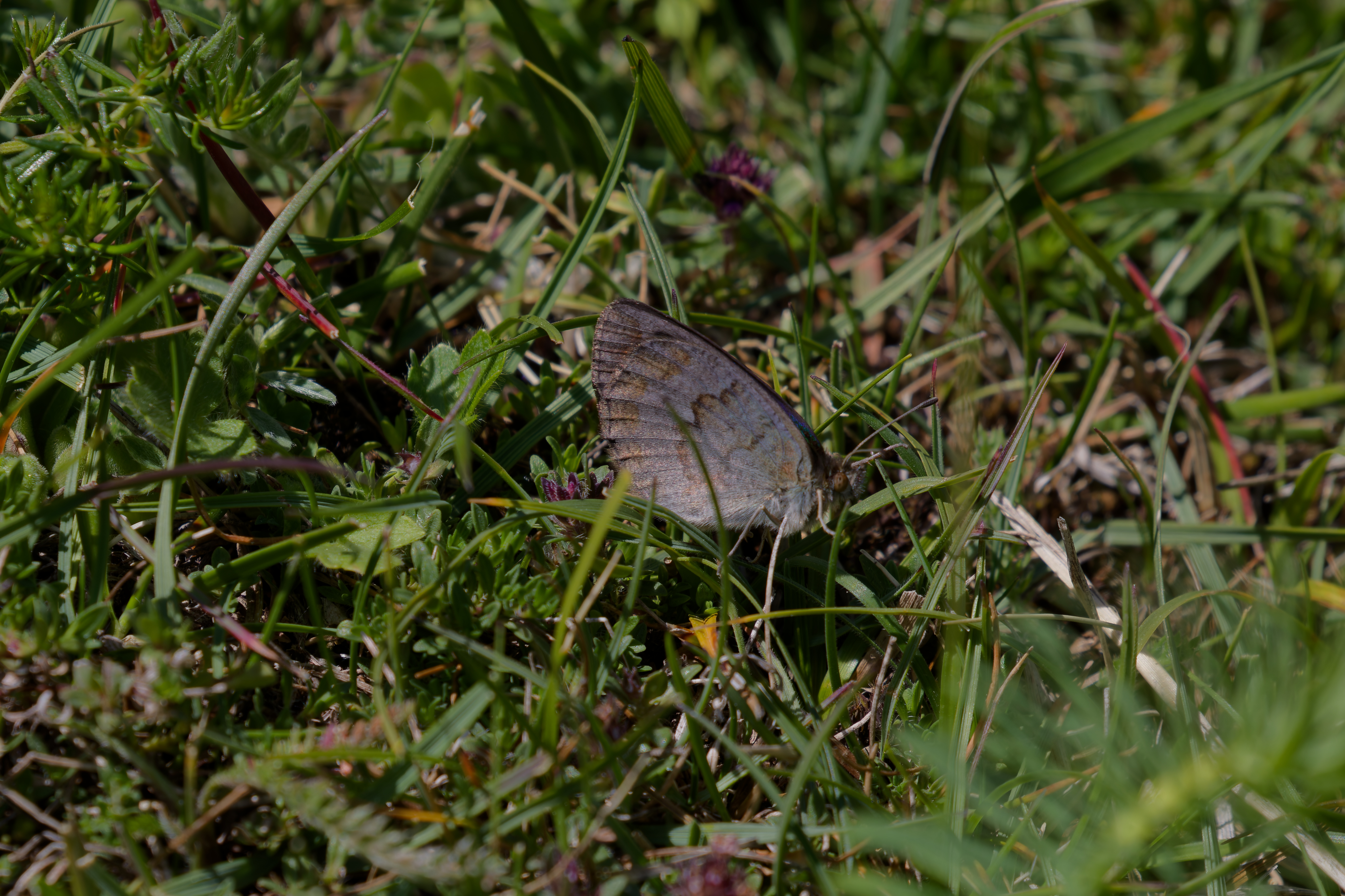 Miniature
