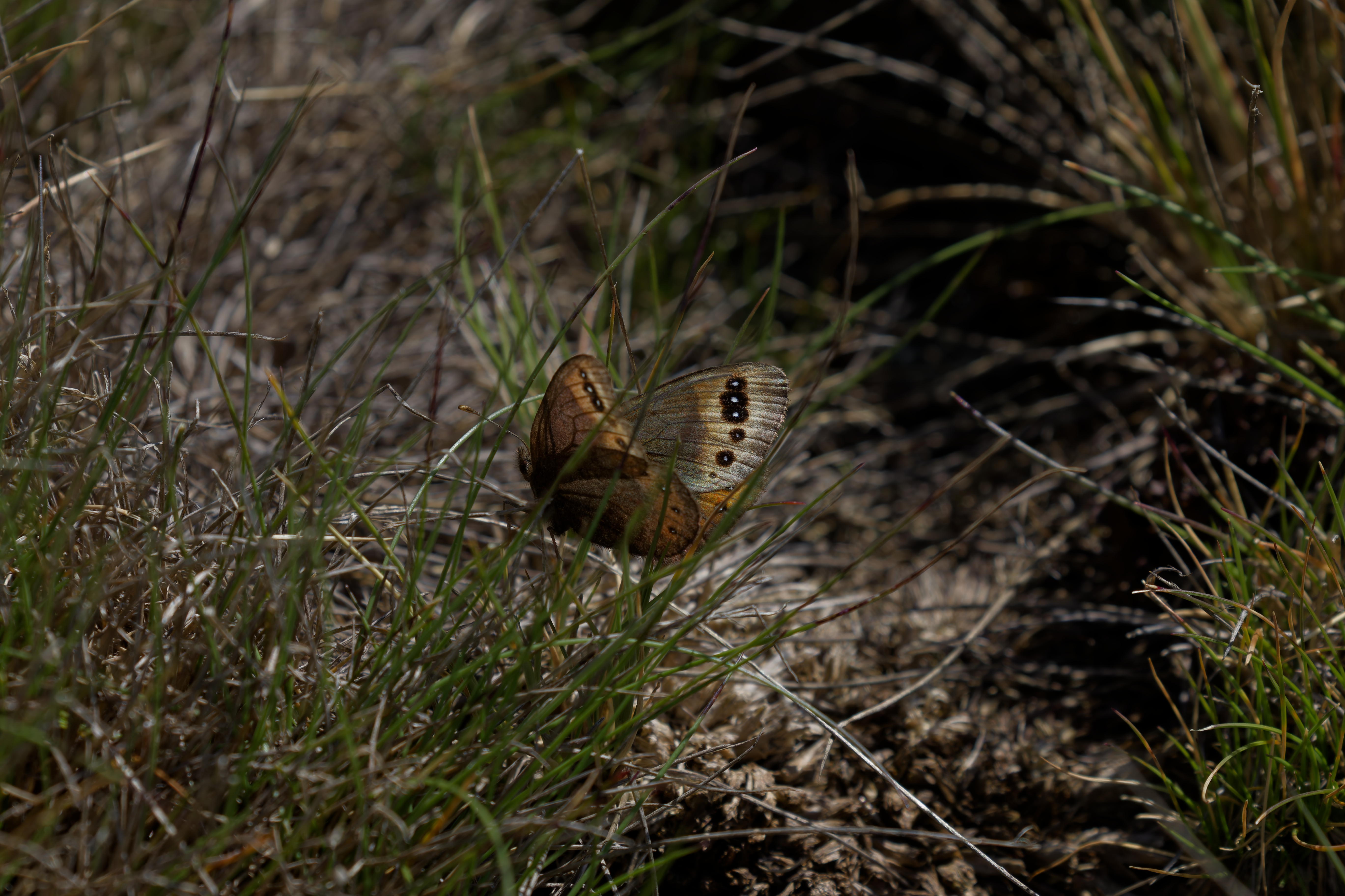 Miniature