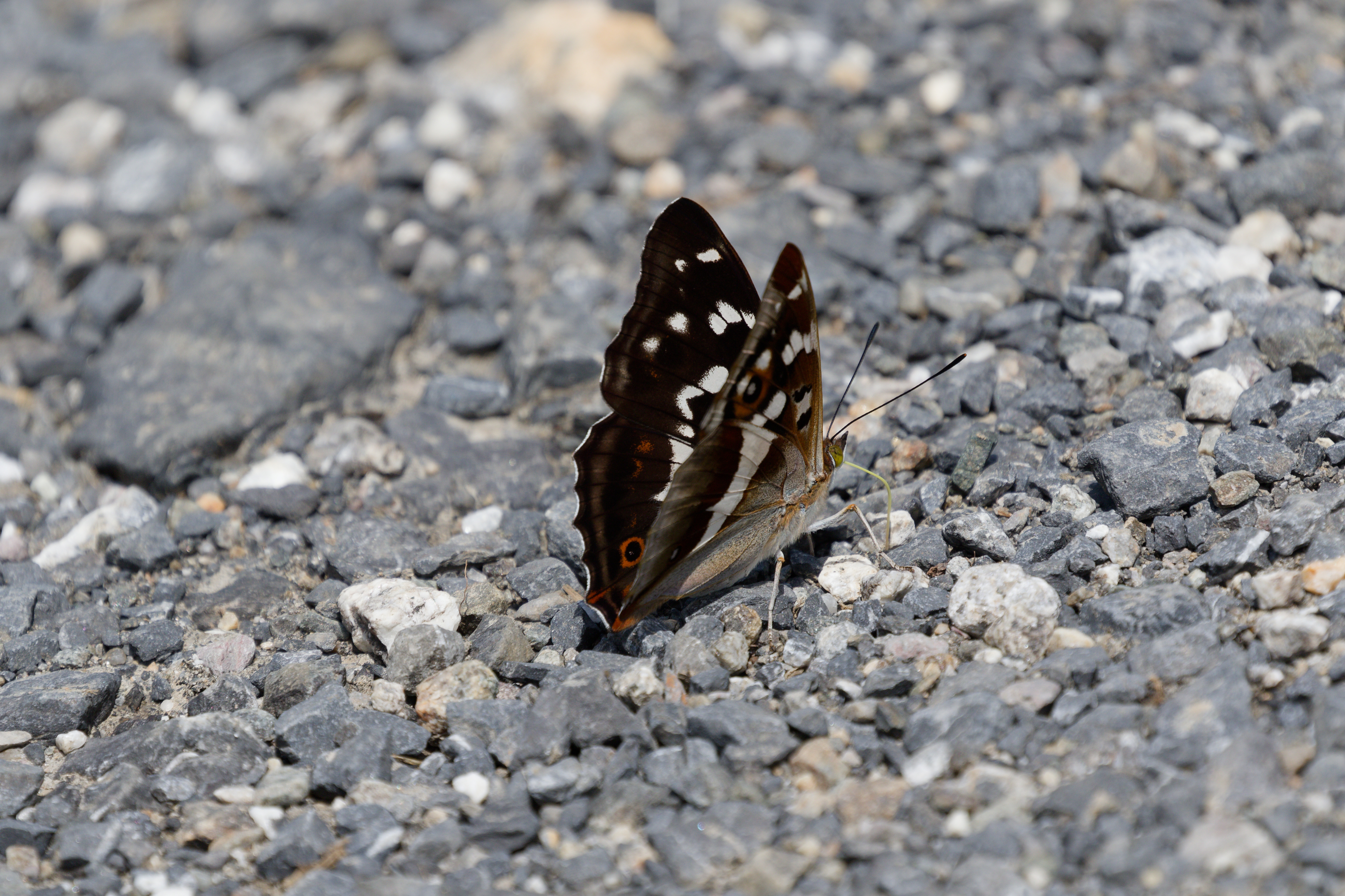 Miniature