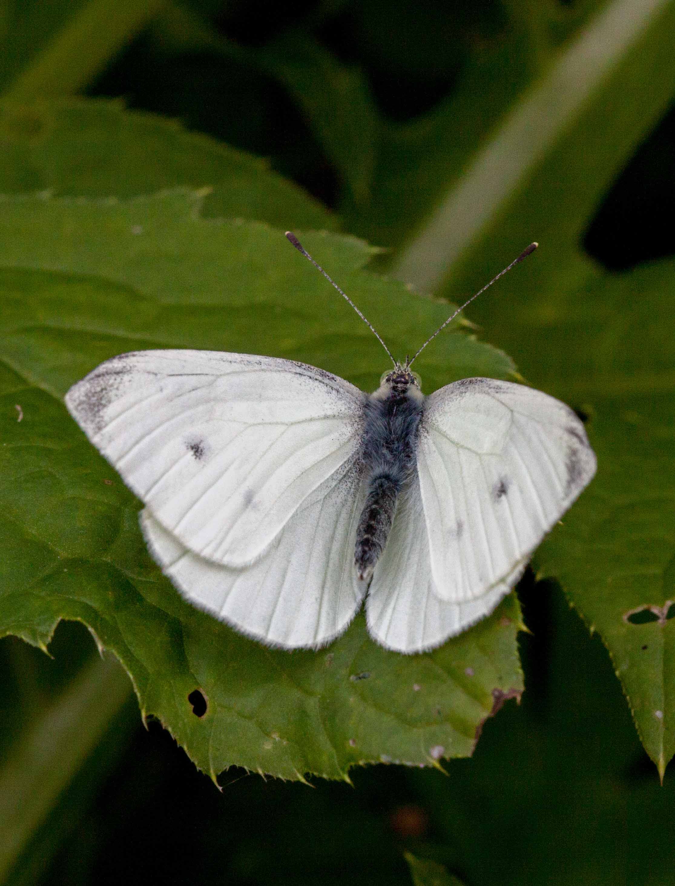 Miniature
