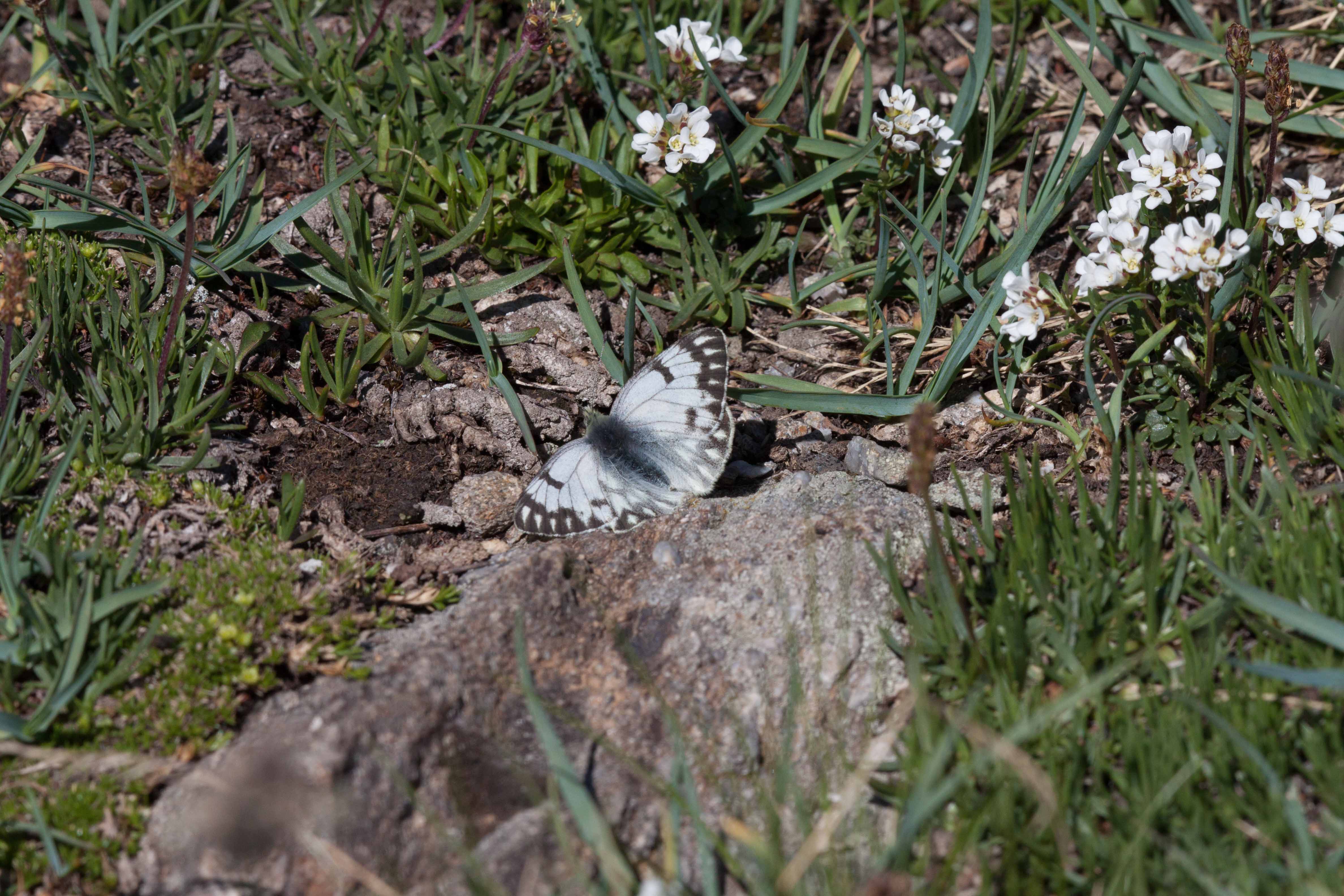 Miniature