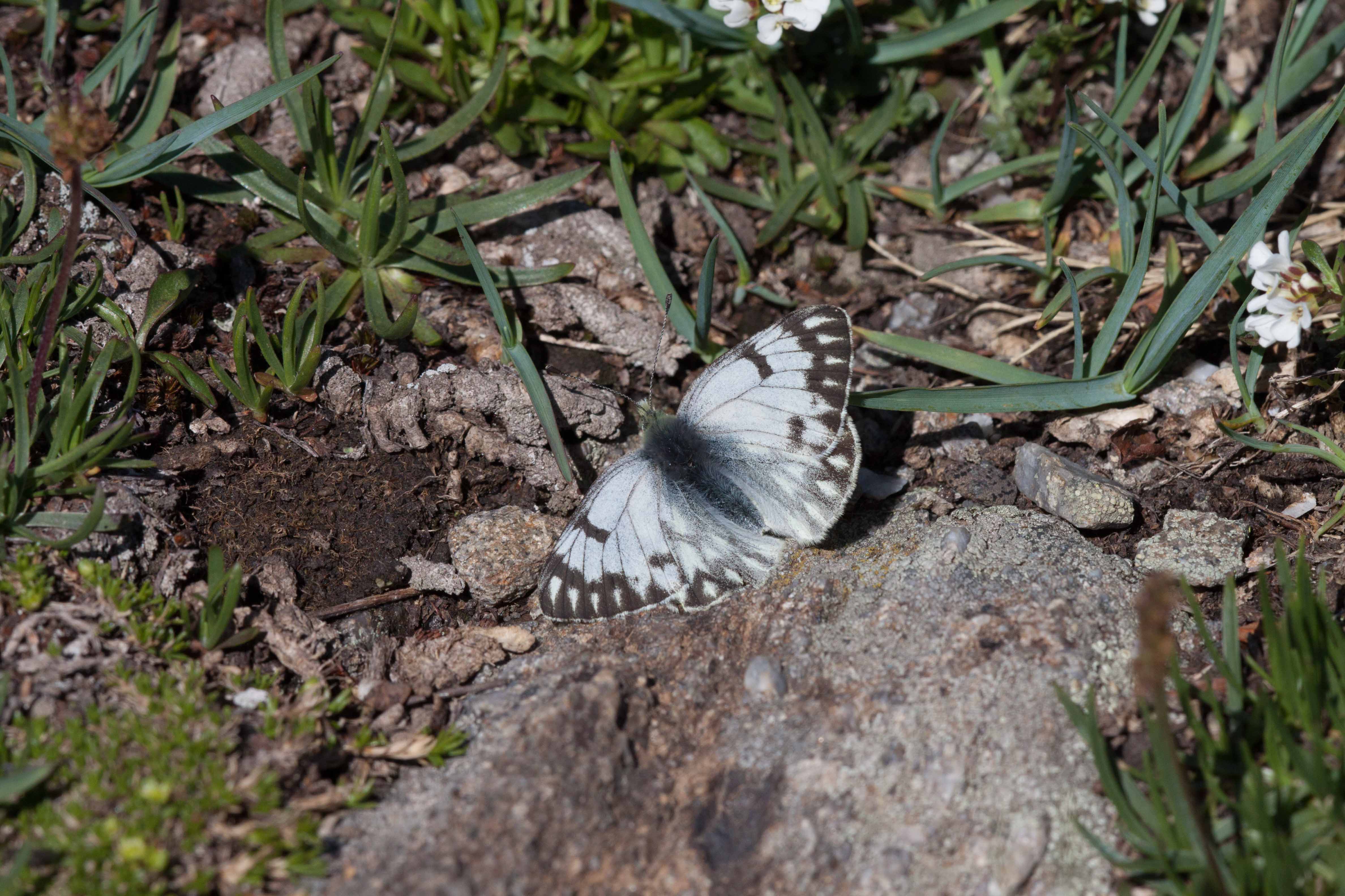 Miniature
