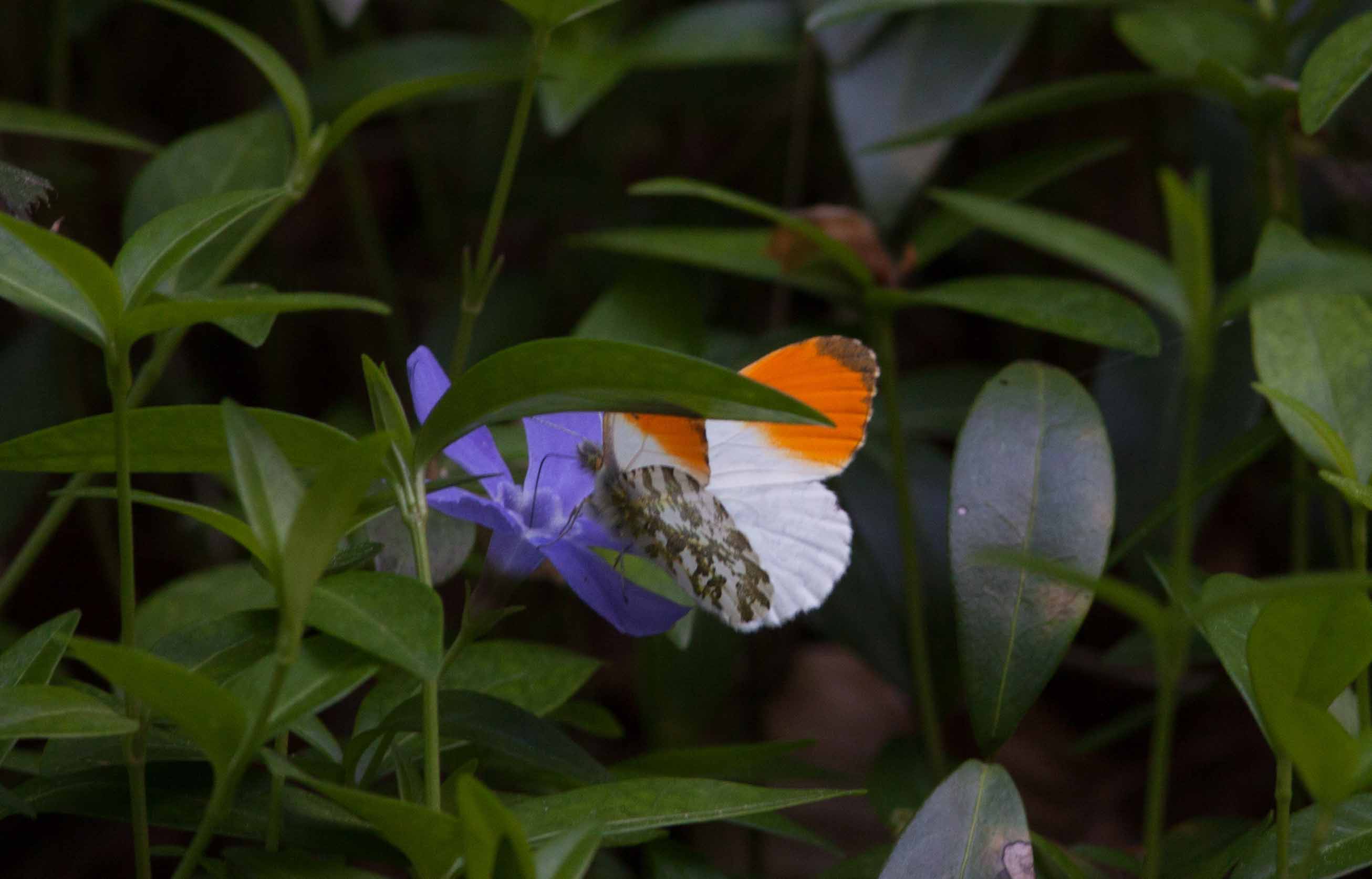 Miniature