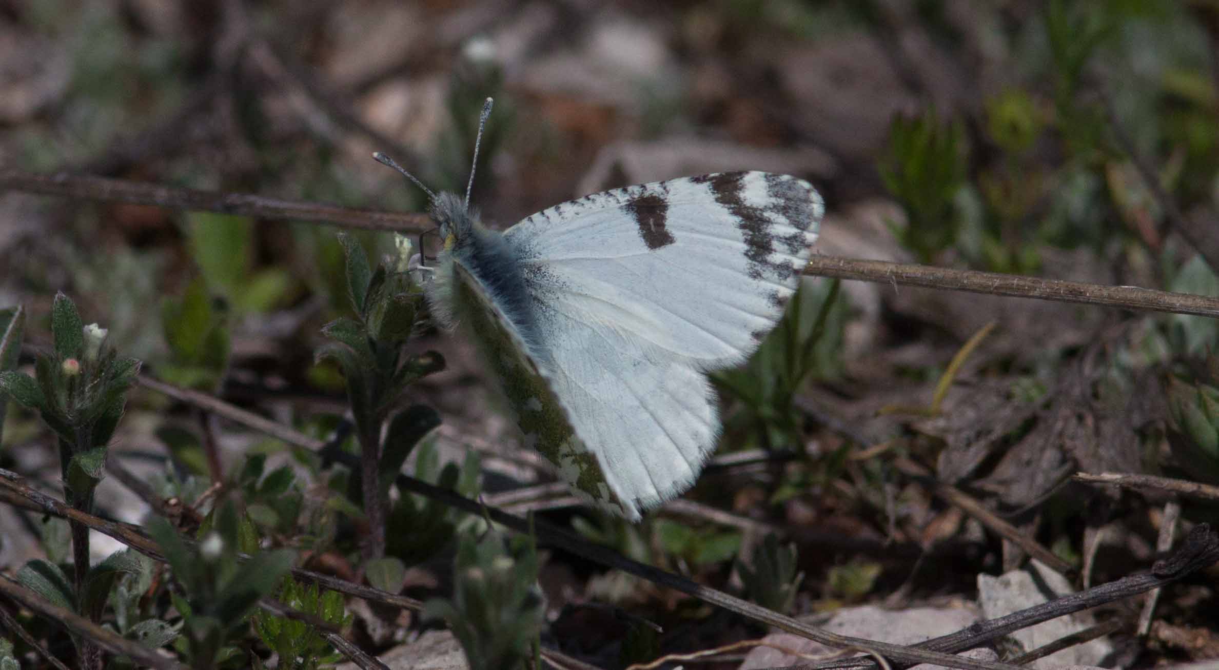 Miniature