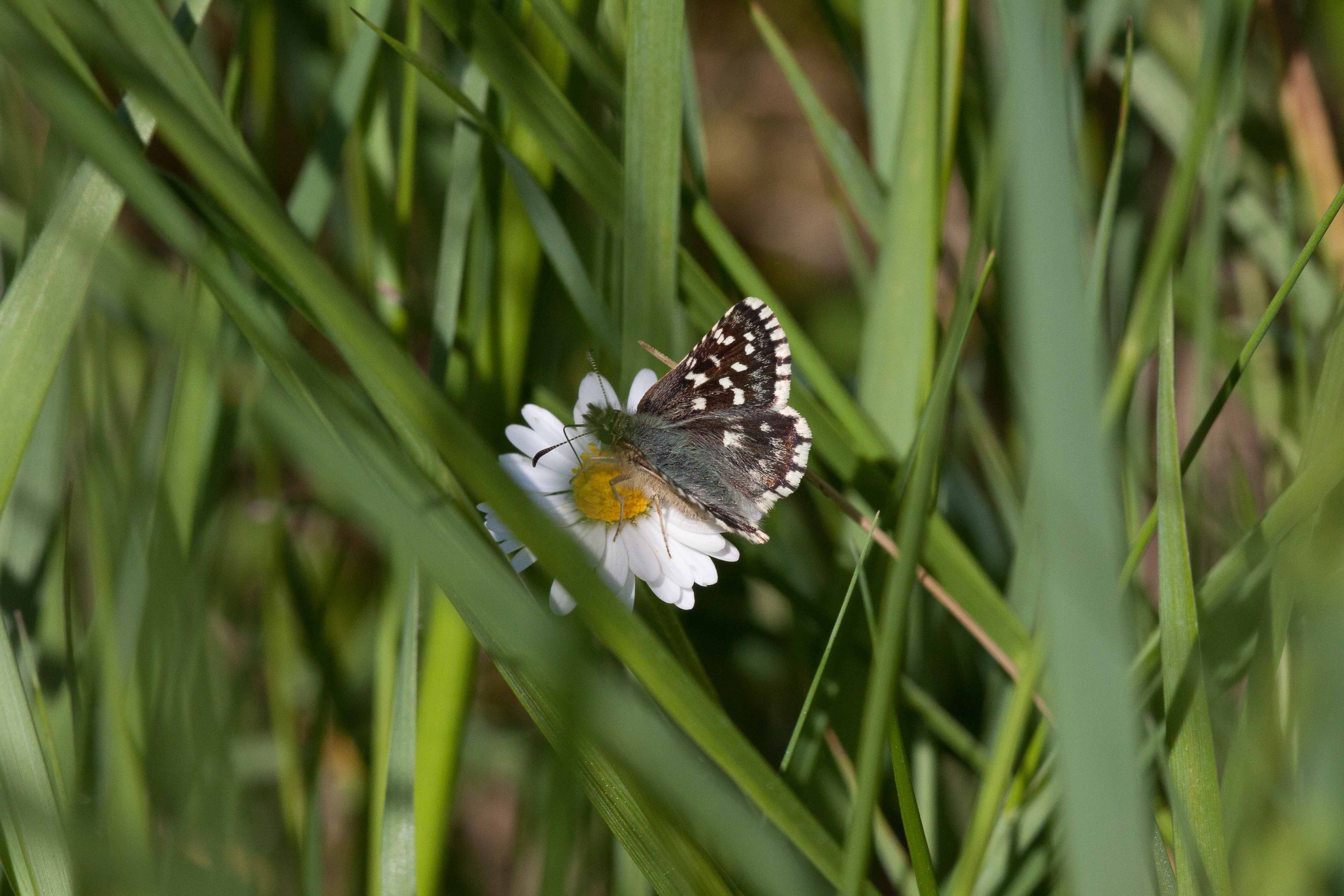 Miniature