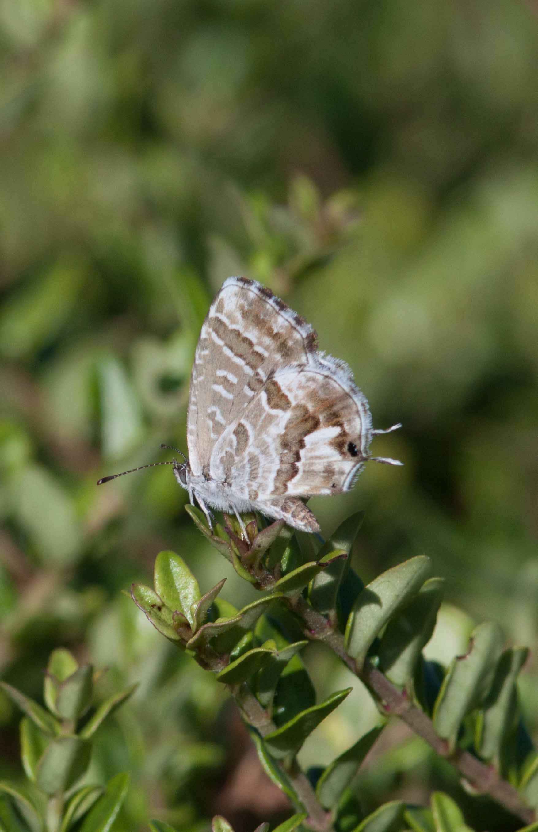 Miniature