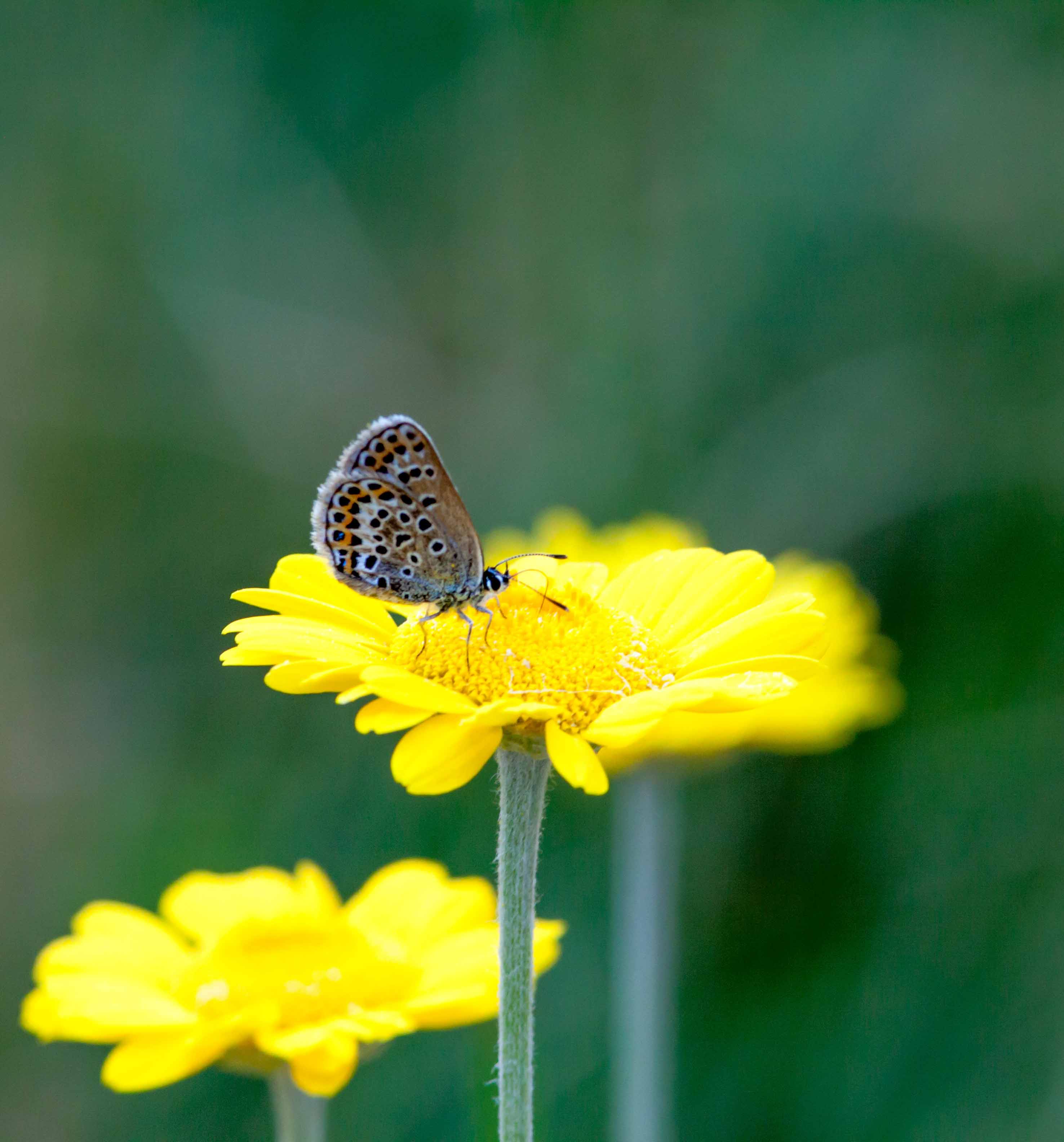 Miniature