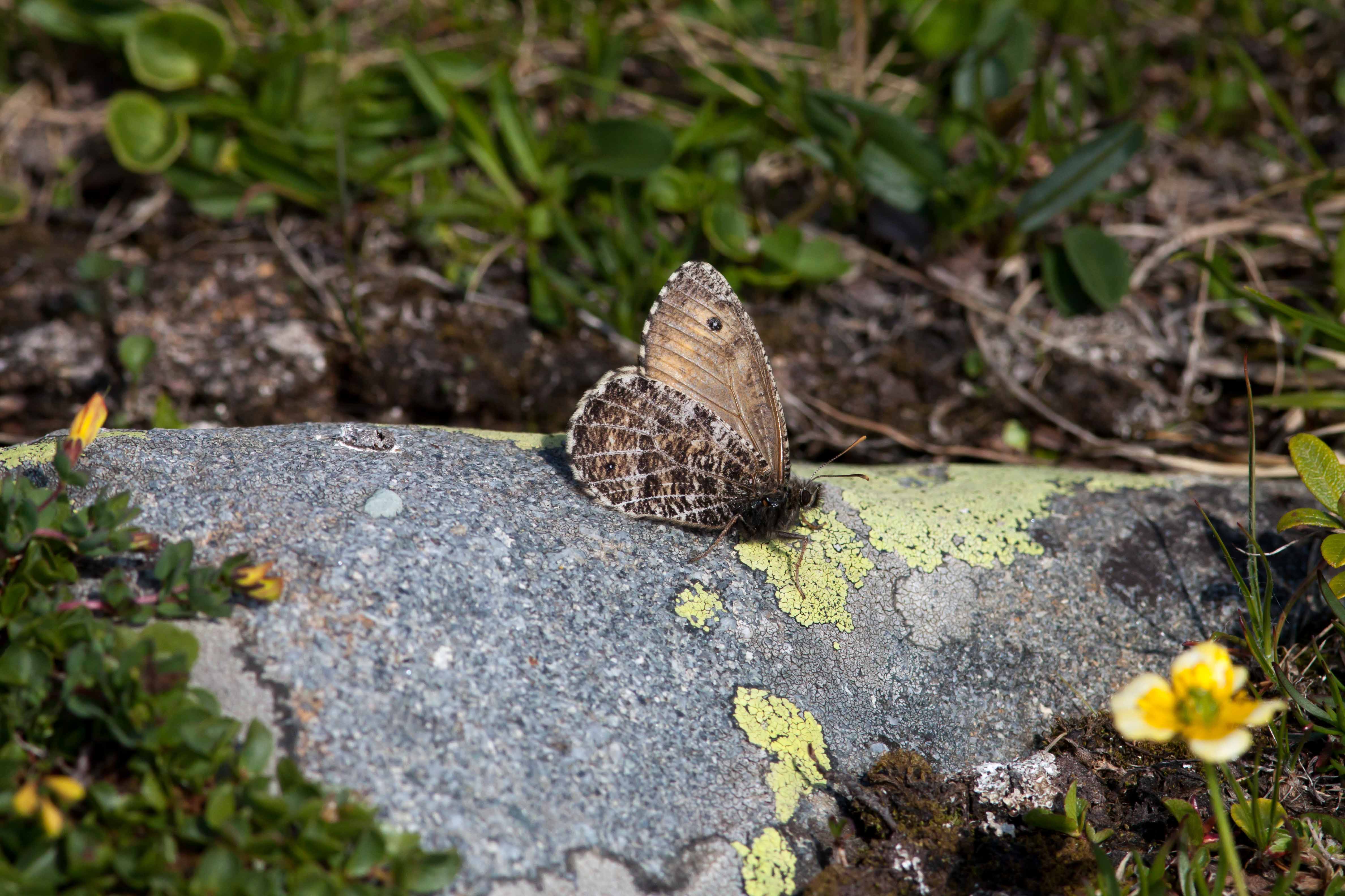 Miniature